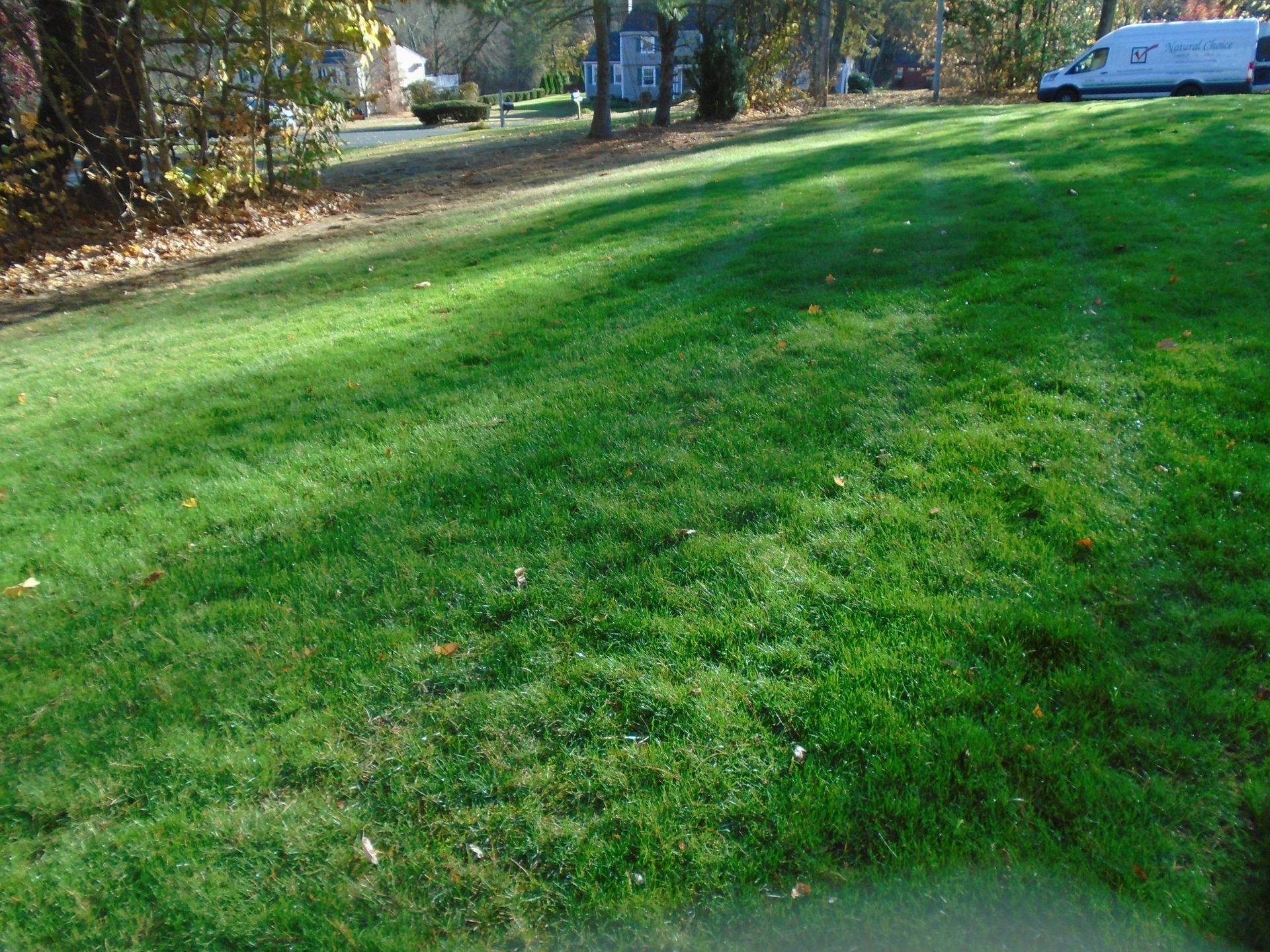 A lush green lawn with a white van parked in the background.