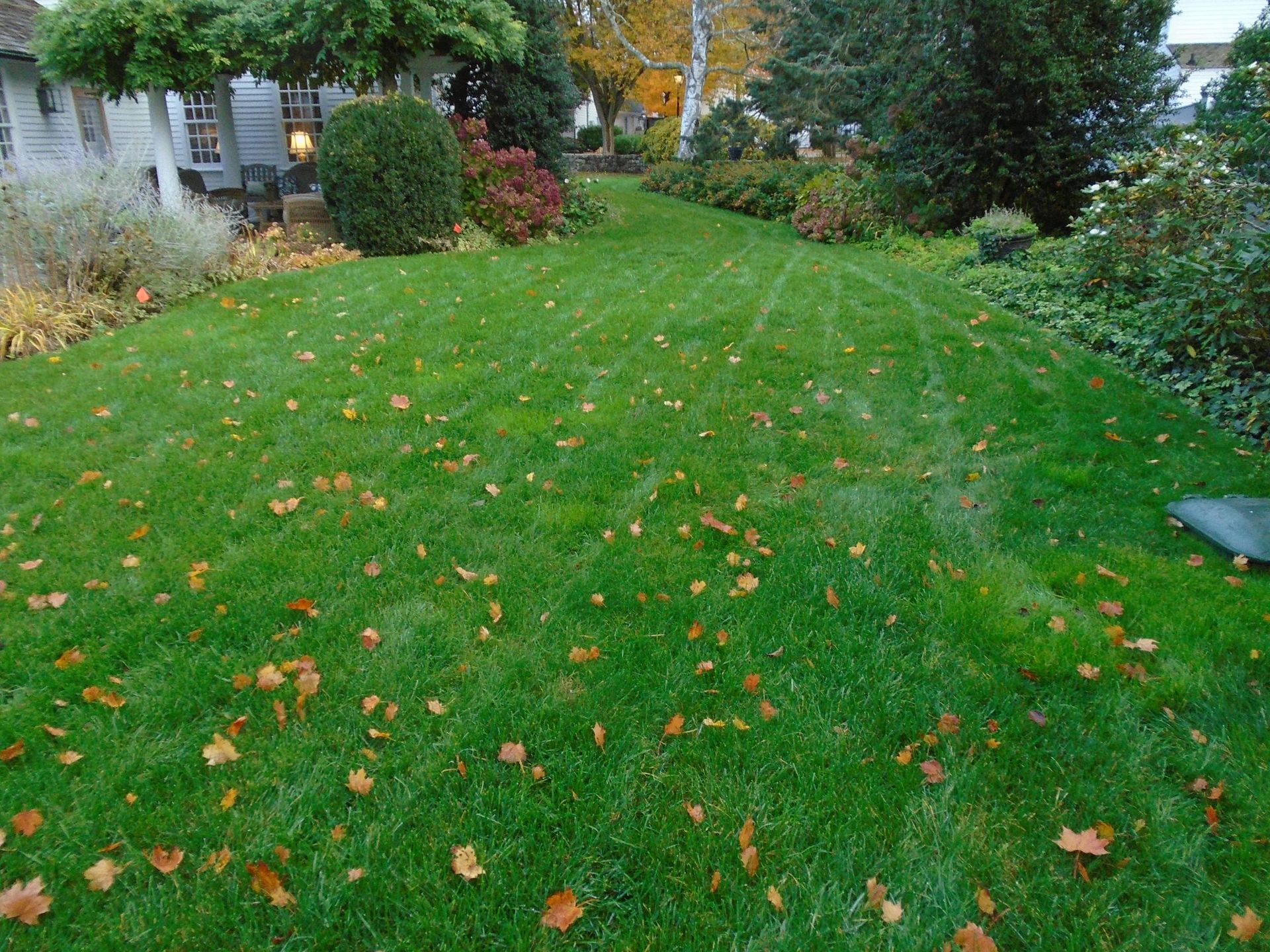 A lush green lawn with a lot of leaves on it
