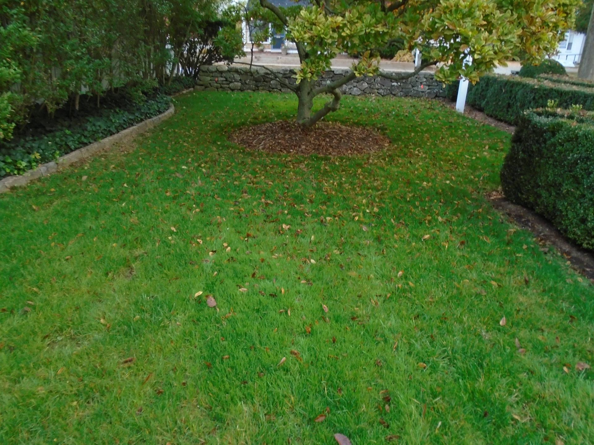 A lush green lawn with a tree in the middle of it.