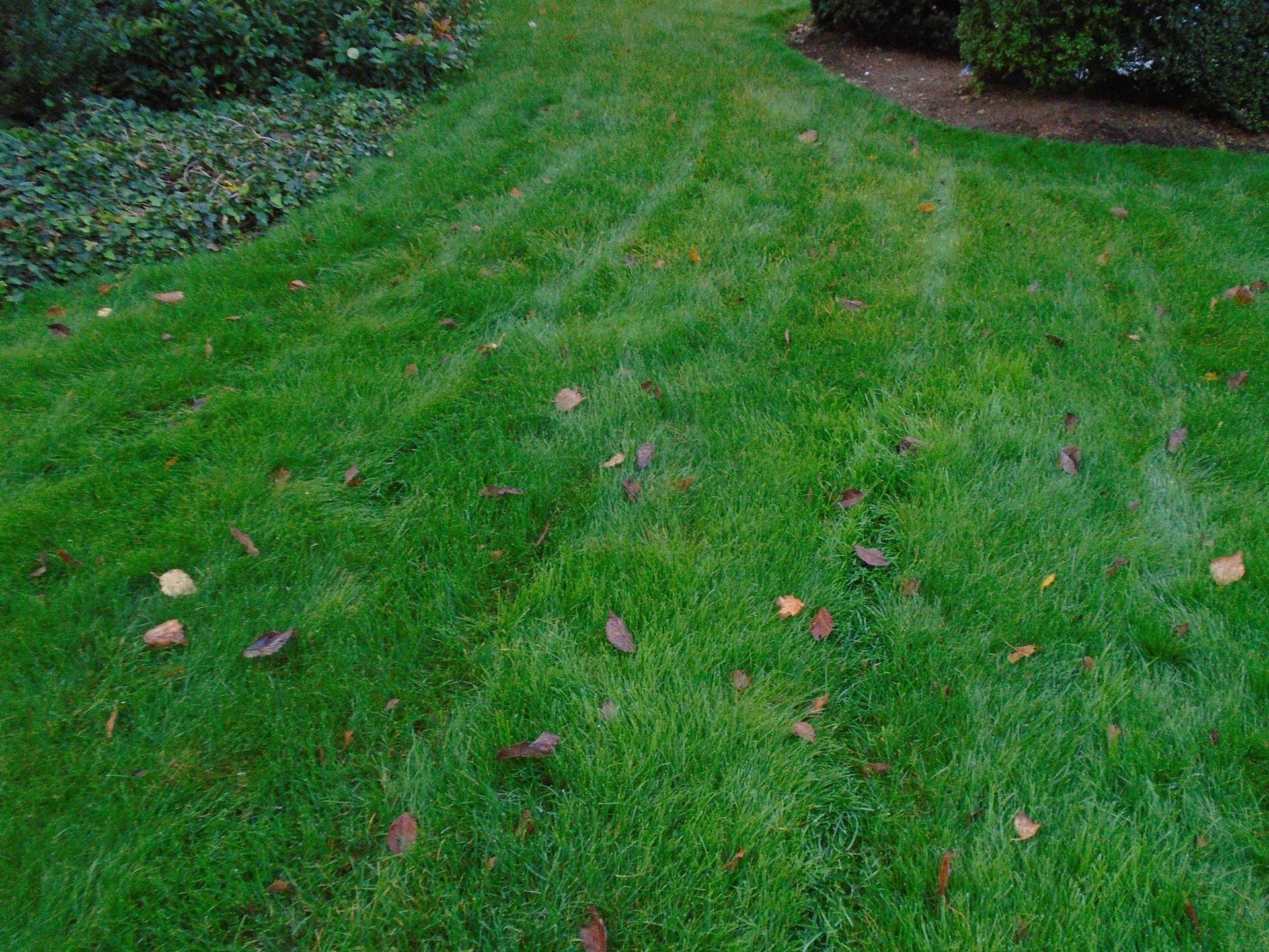 A lush green lawn with a few leaves on it