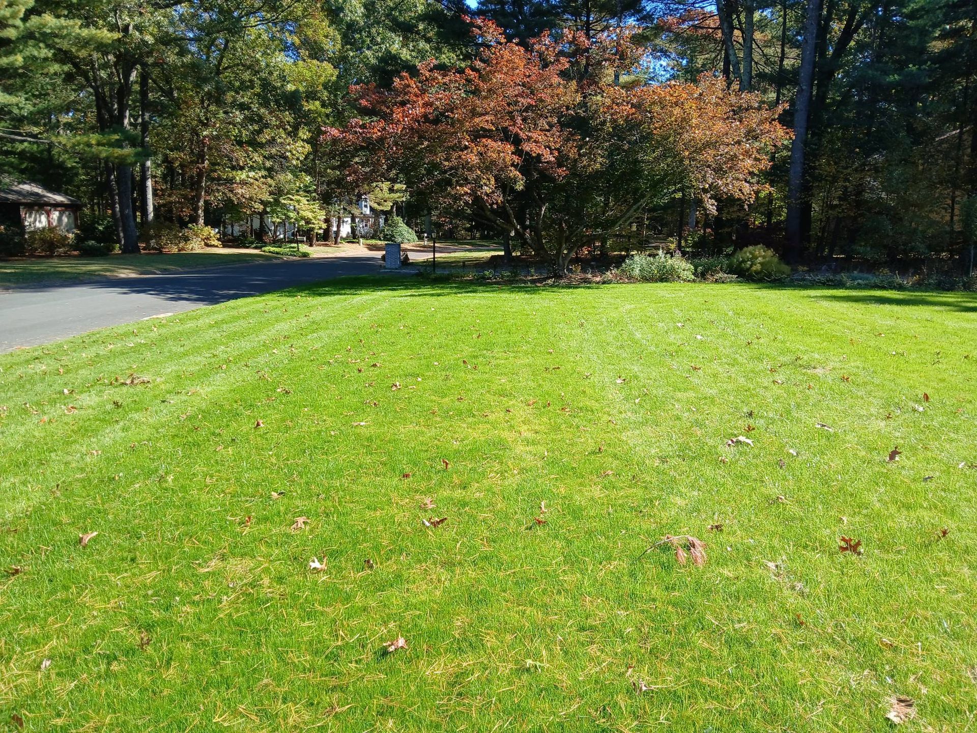 A lush green lawn with trees in the background and a driveway.