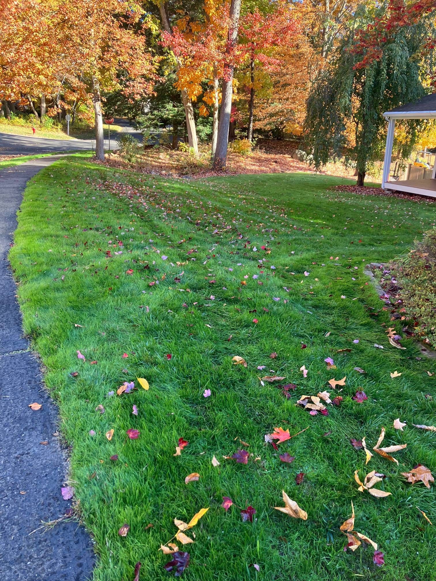 A lush green lawn with leaves on the ground and trees in the background.