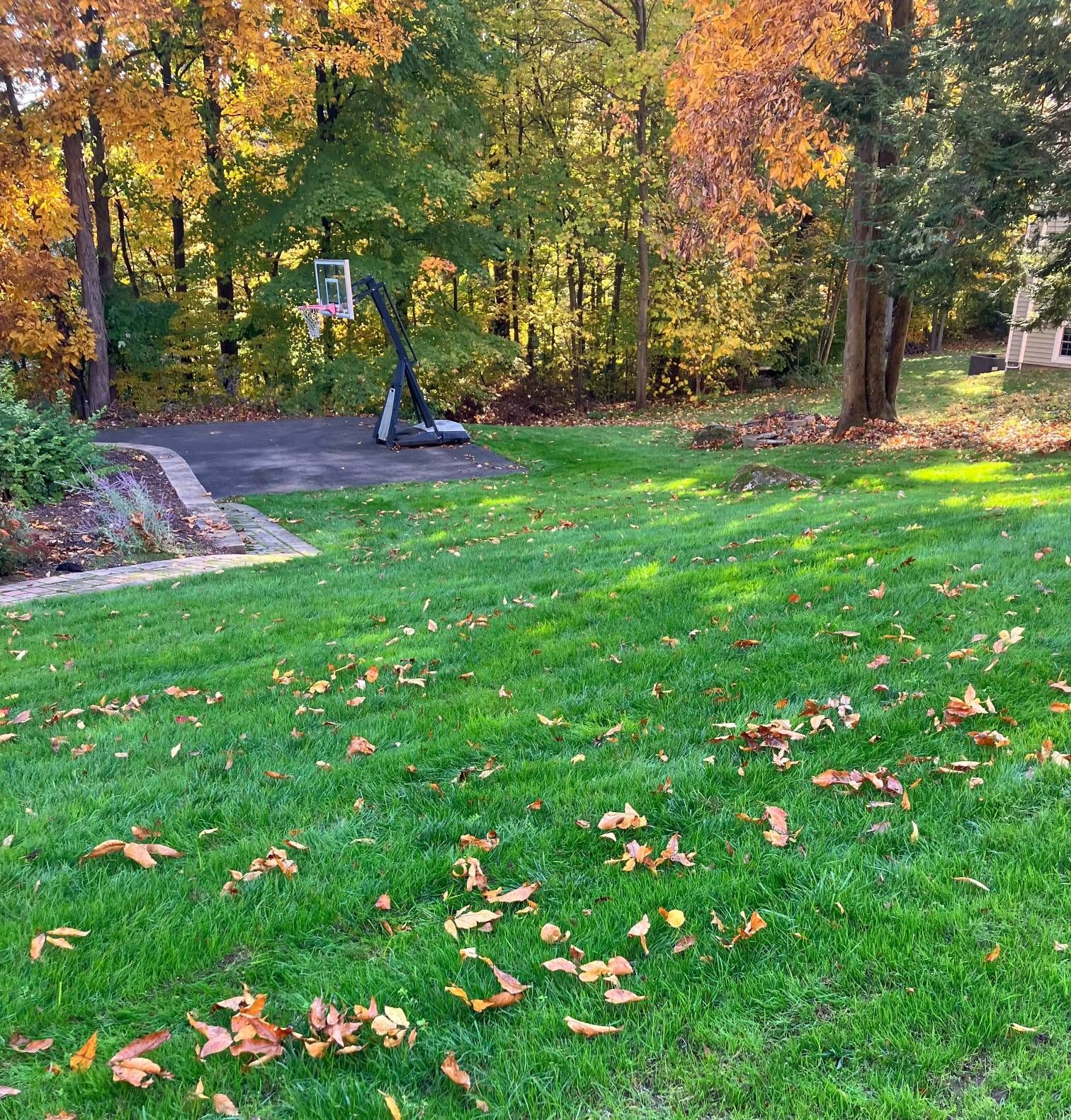 A basketball hoop is in the middle of a lush green field.
