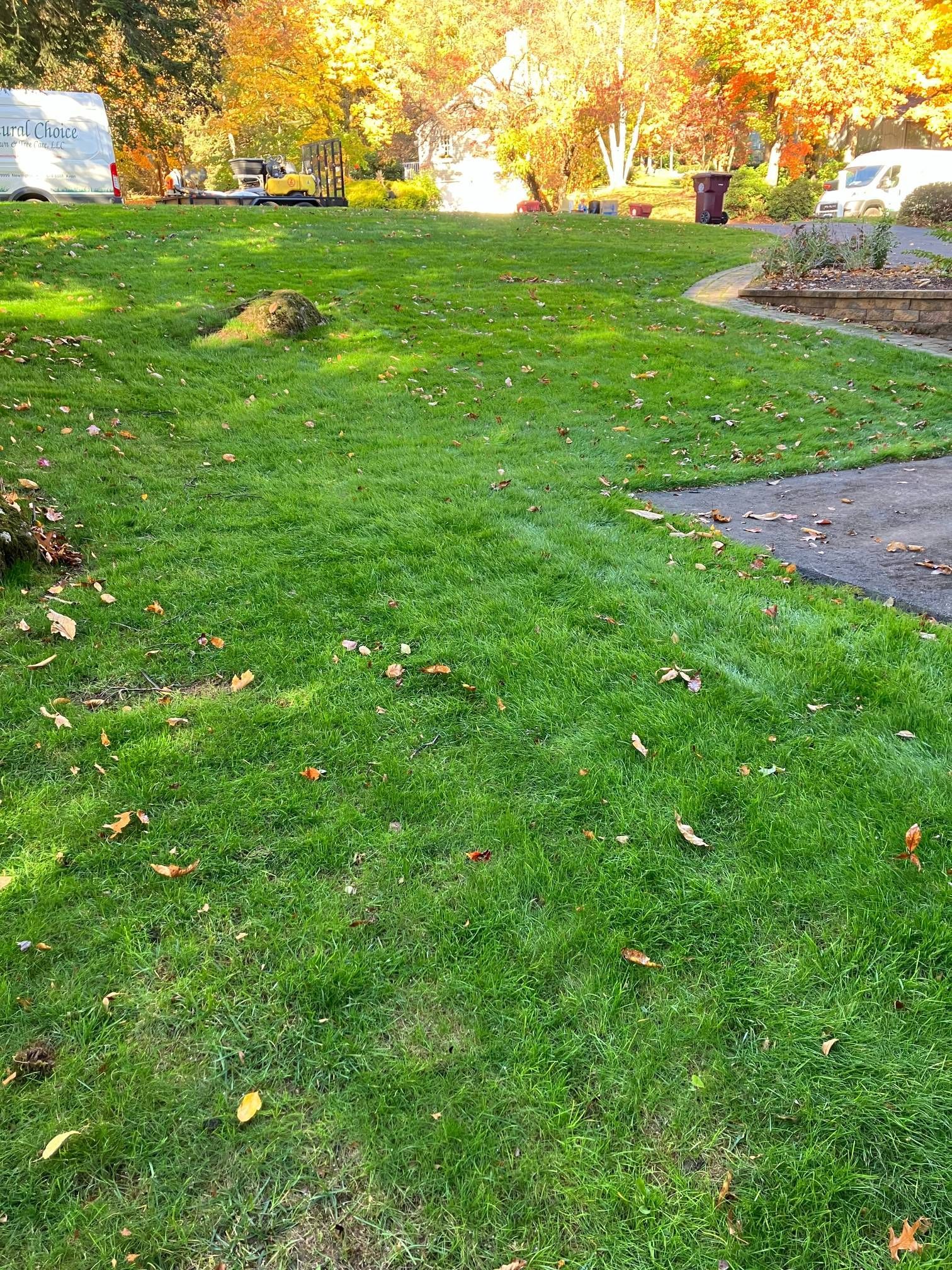A lush green lawn with a driveway and trees in the background.