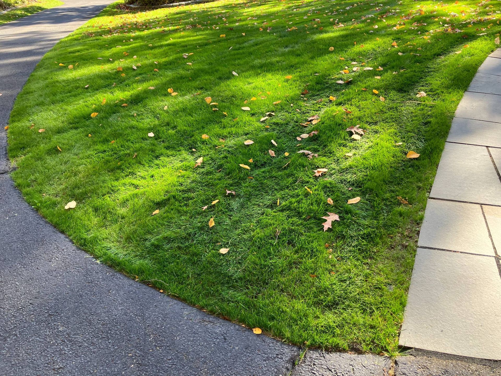 A lush green lawn next to a sidewalk and a curb.