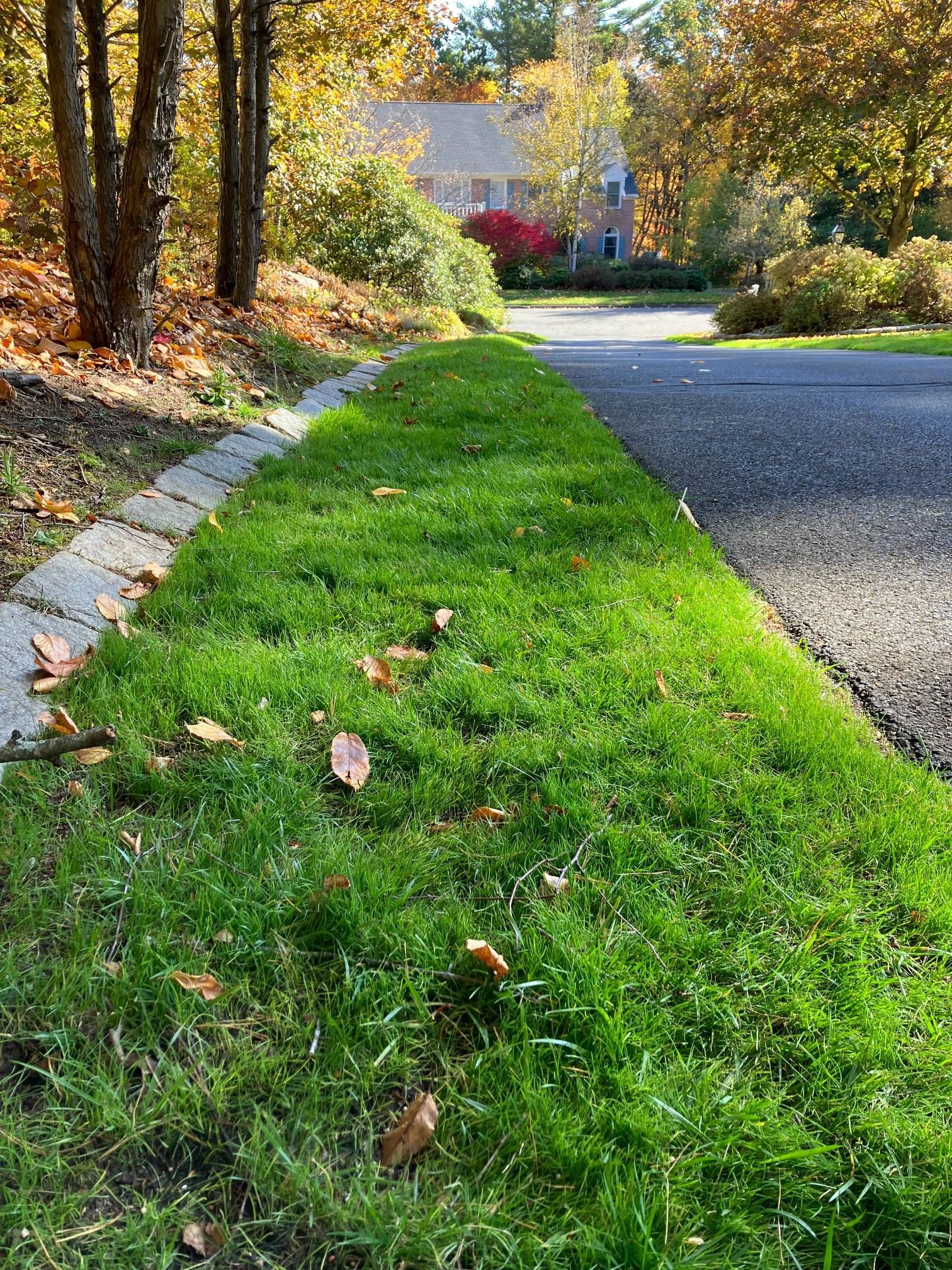 A lush green lawn along the side of a road next to a house.