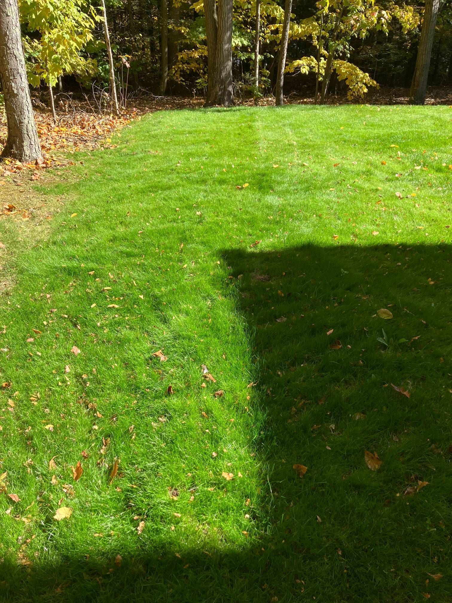A shadow of a person is cast on a lush green lawn.