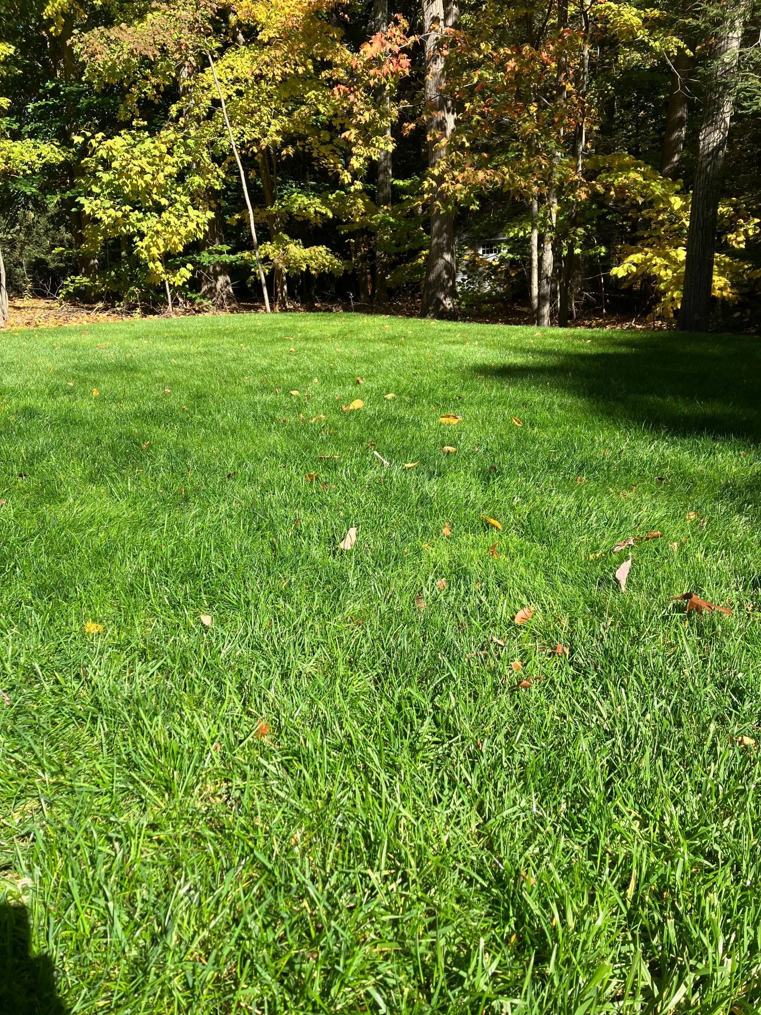 A lush green lawn with trees in the background.