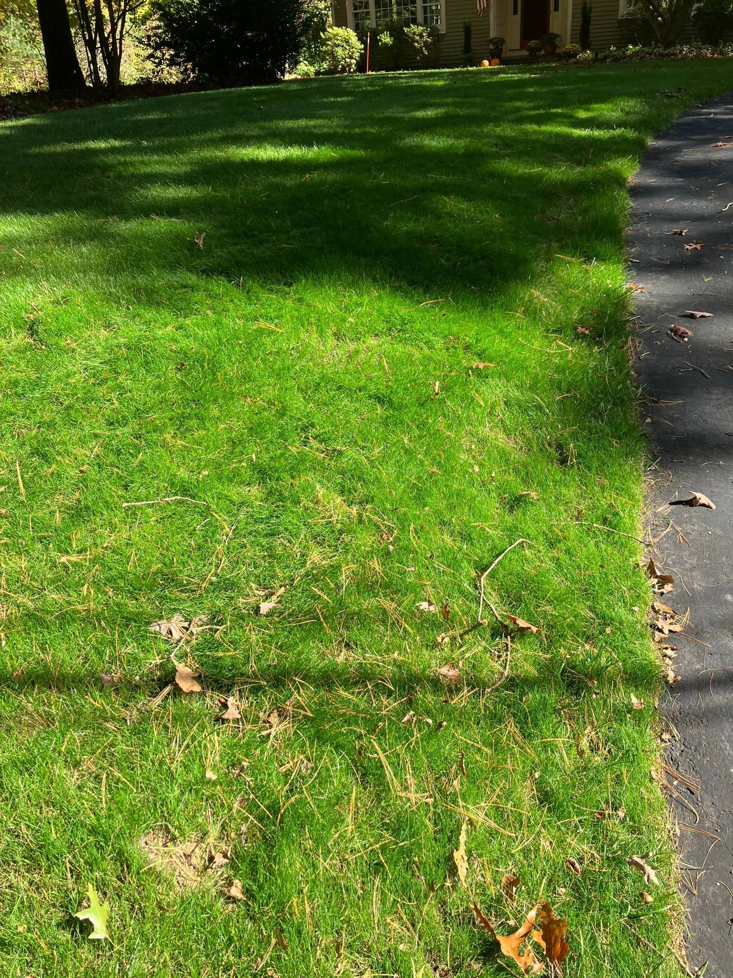 A lush green lawn next to a driveway in front of a house.