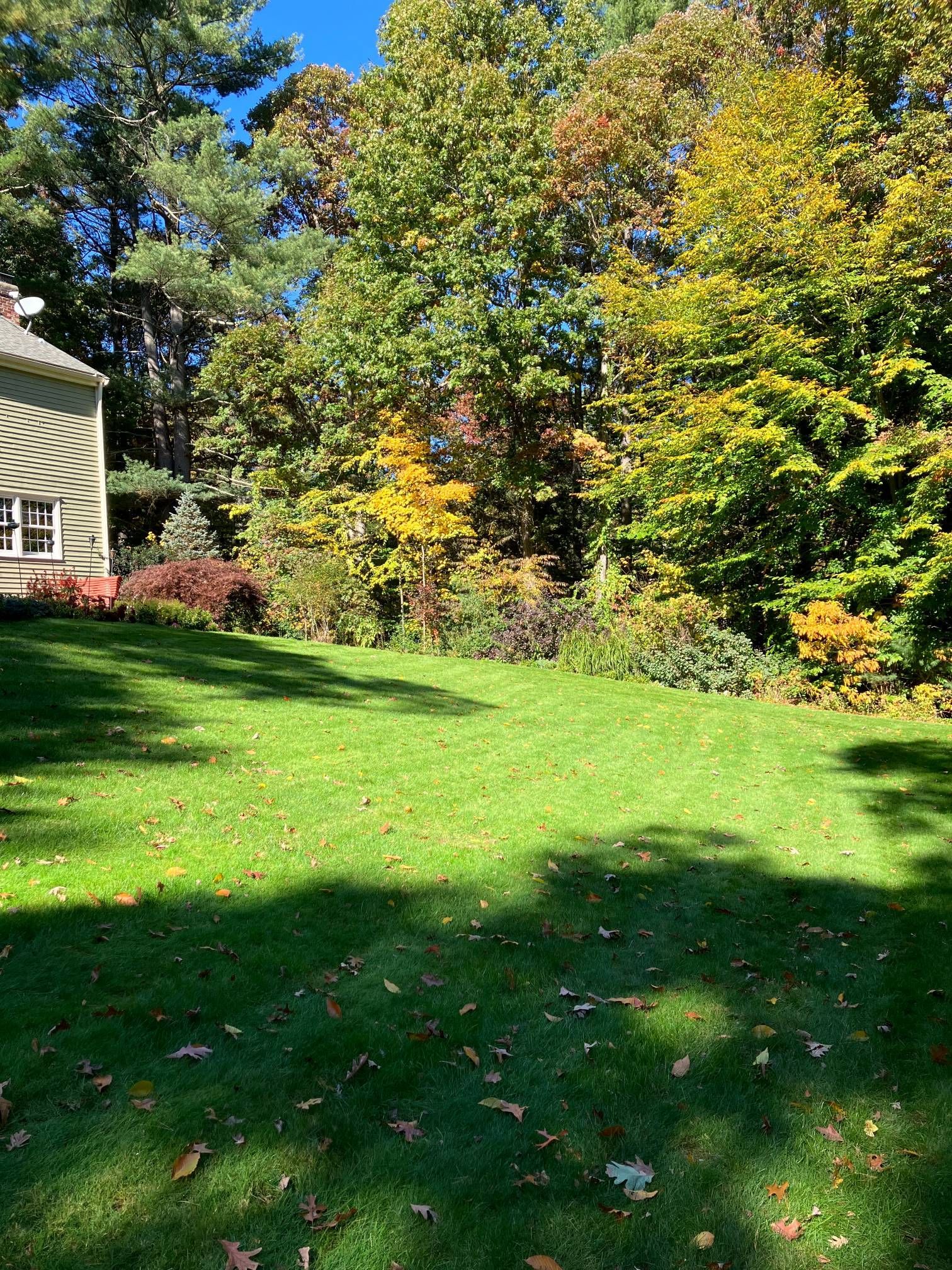 A lush green lawn with trees in the background and a house in the background.