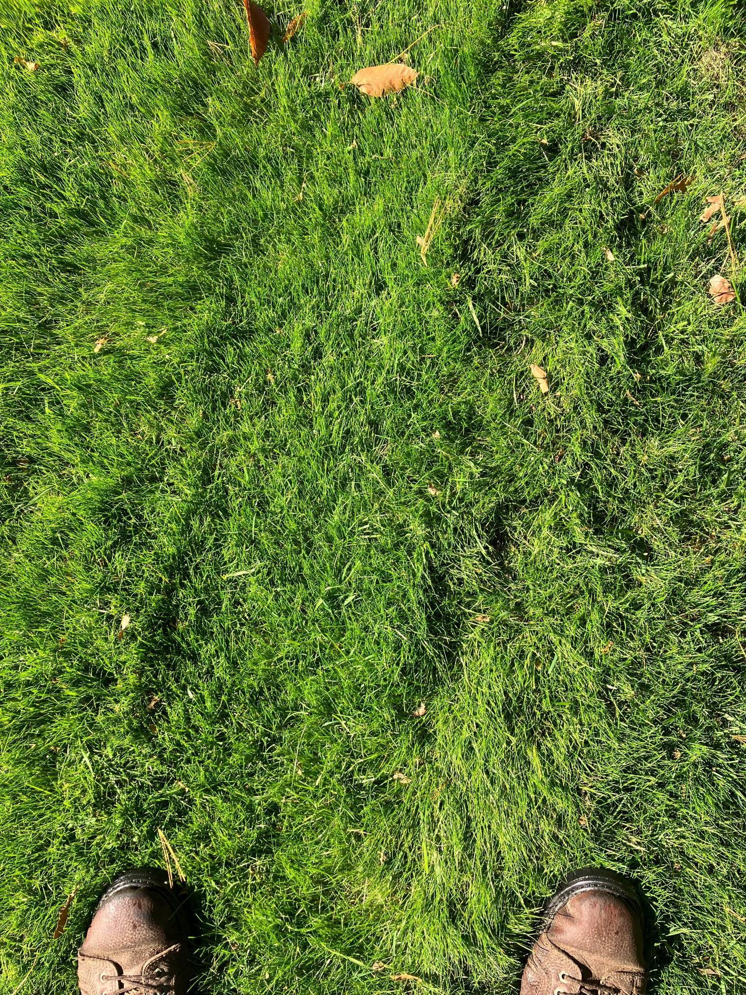 A person is laying in the grass with their feet in the grass.
