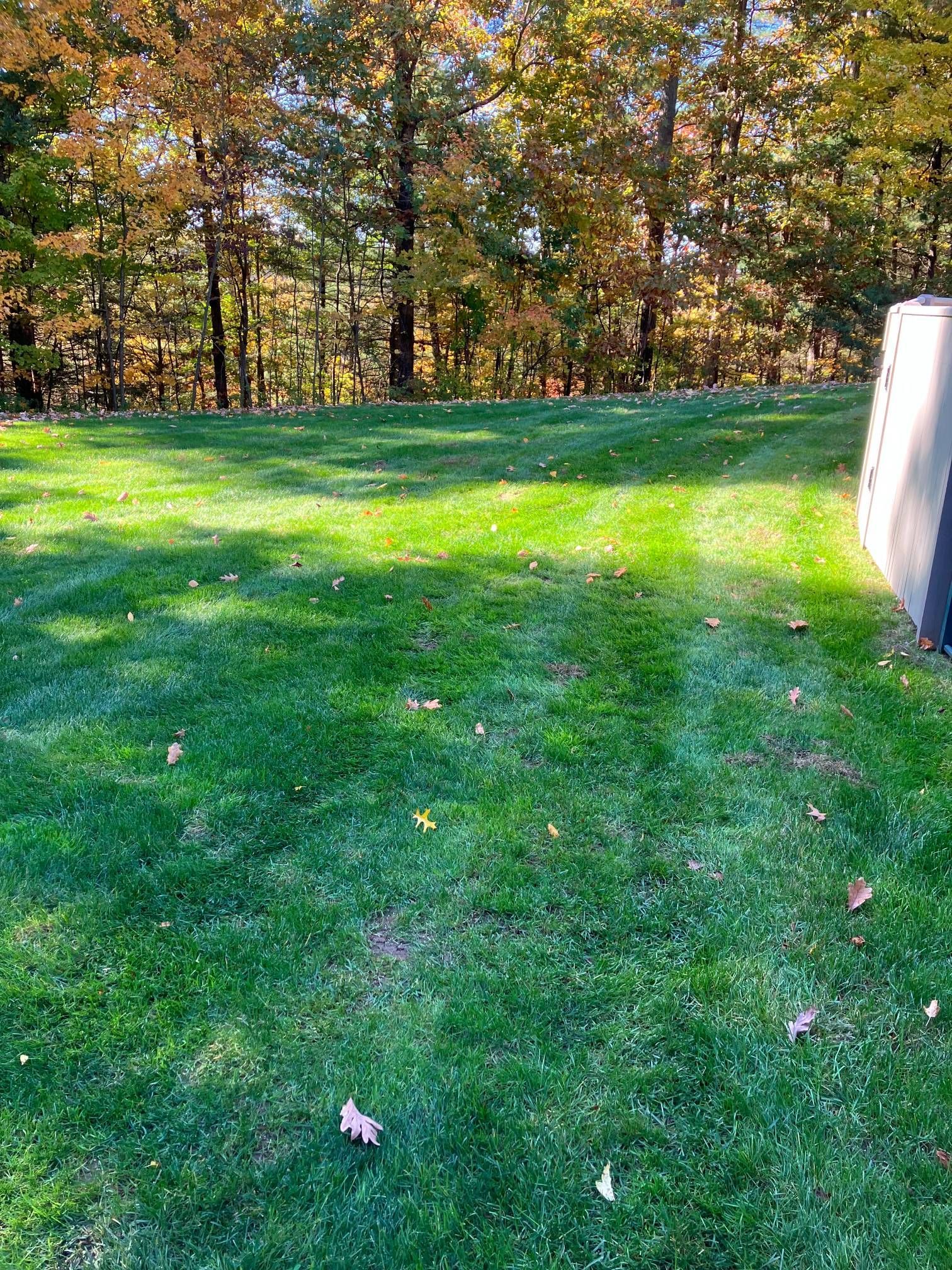 A lush green lawn with trees in the background on a sunny day.