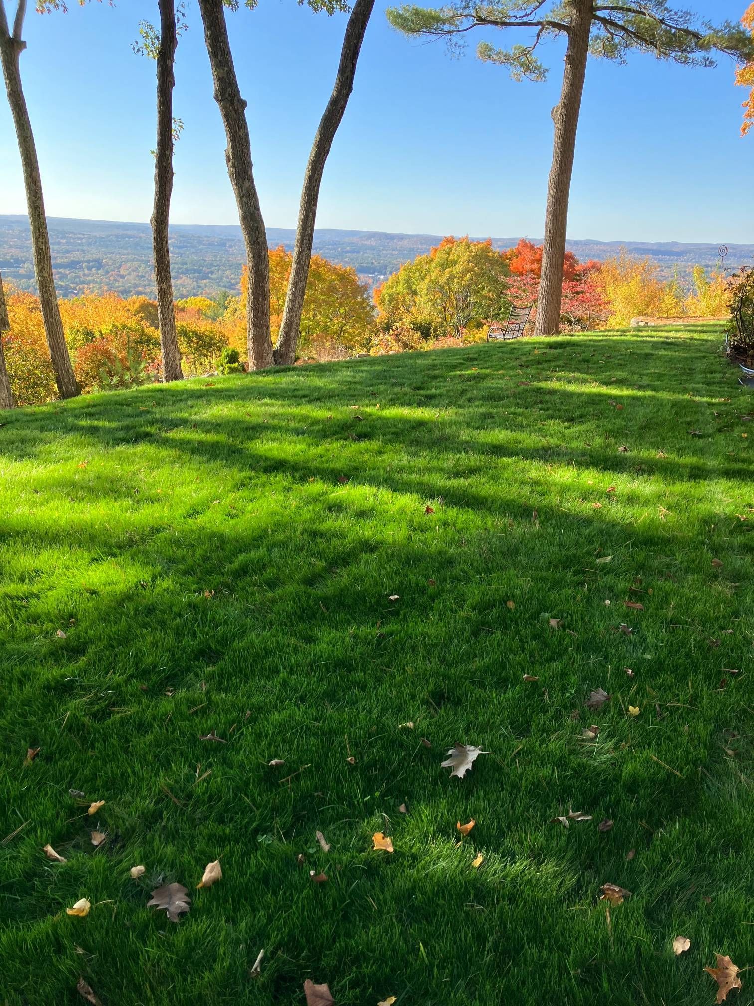 A lush green field of grass with trees in the background.