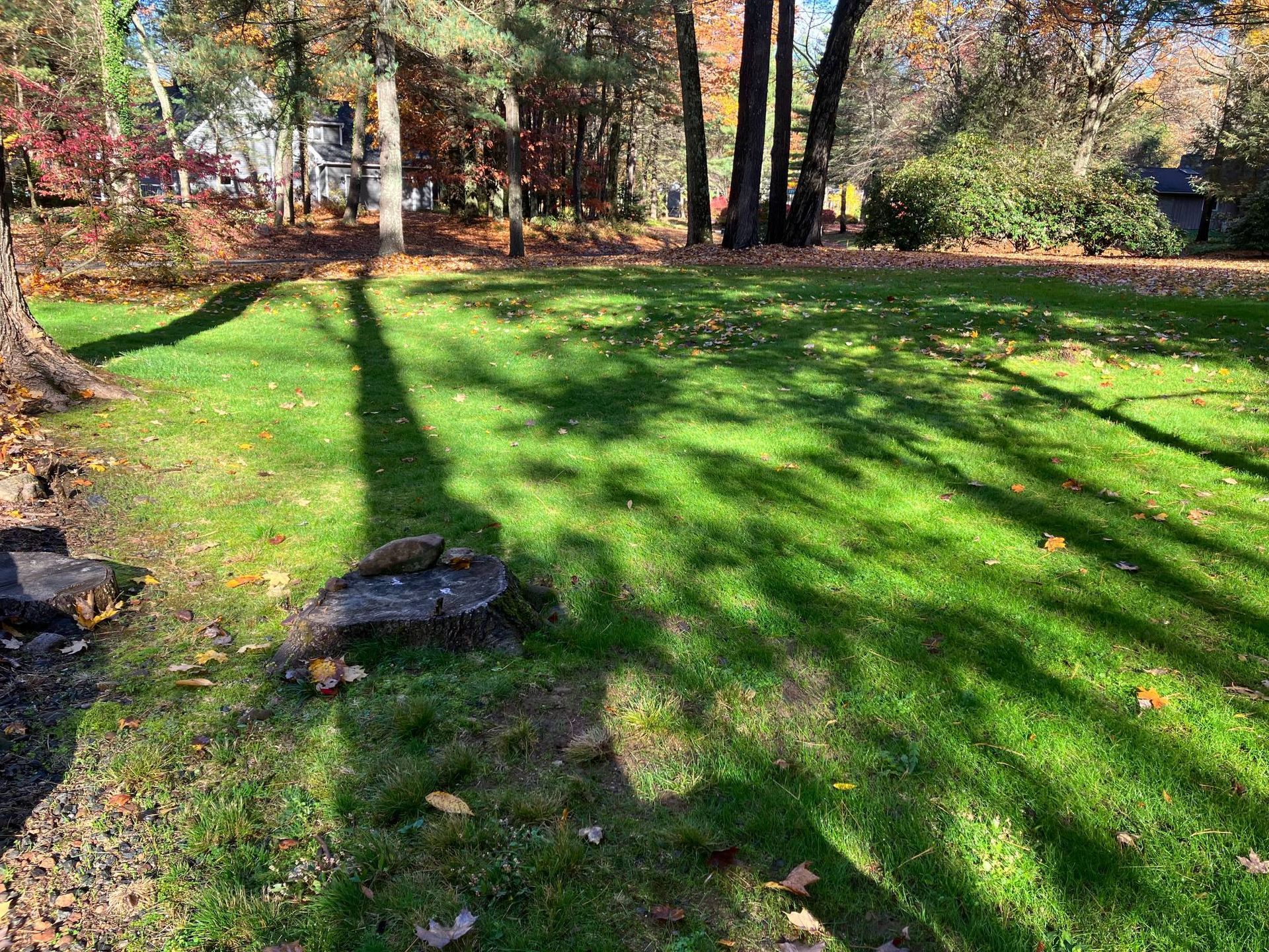 A lush green lawn with trees in the background and a shadow of a tree on the grass.