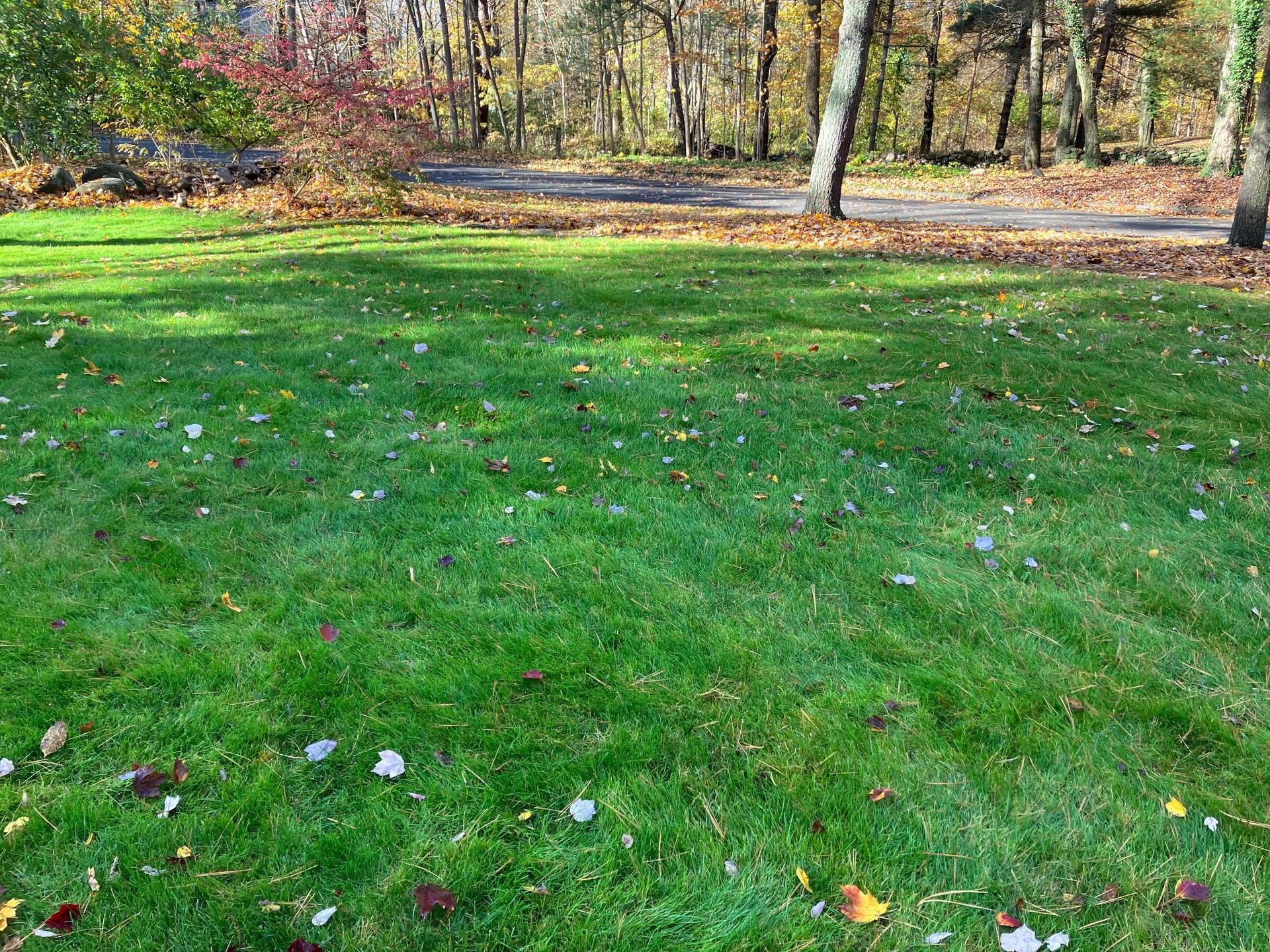 A lush green lawn with leaves on it and trees in the background.