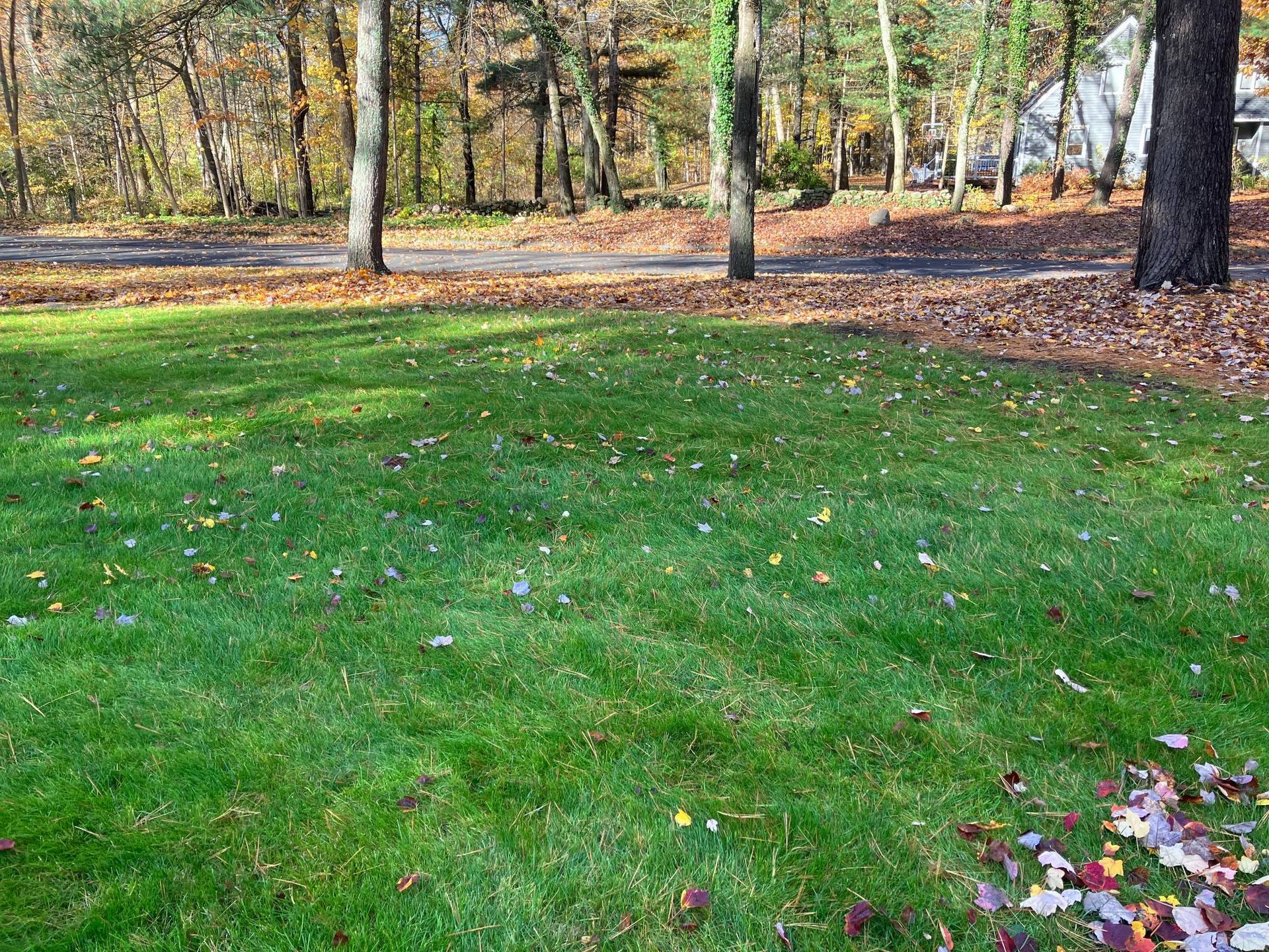 A lush green lawn with leaves on the ground and trees in the background.