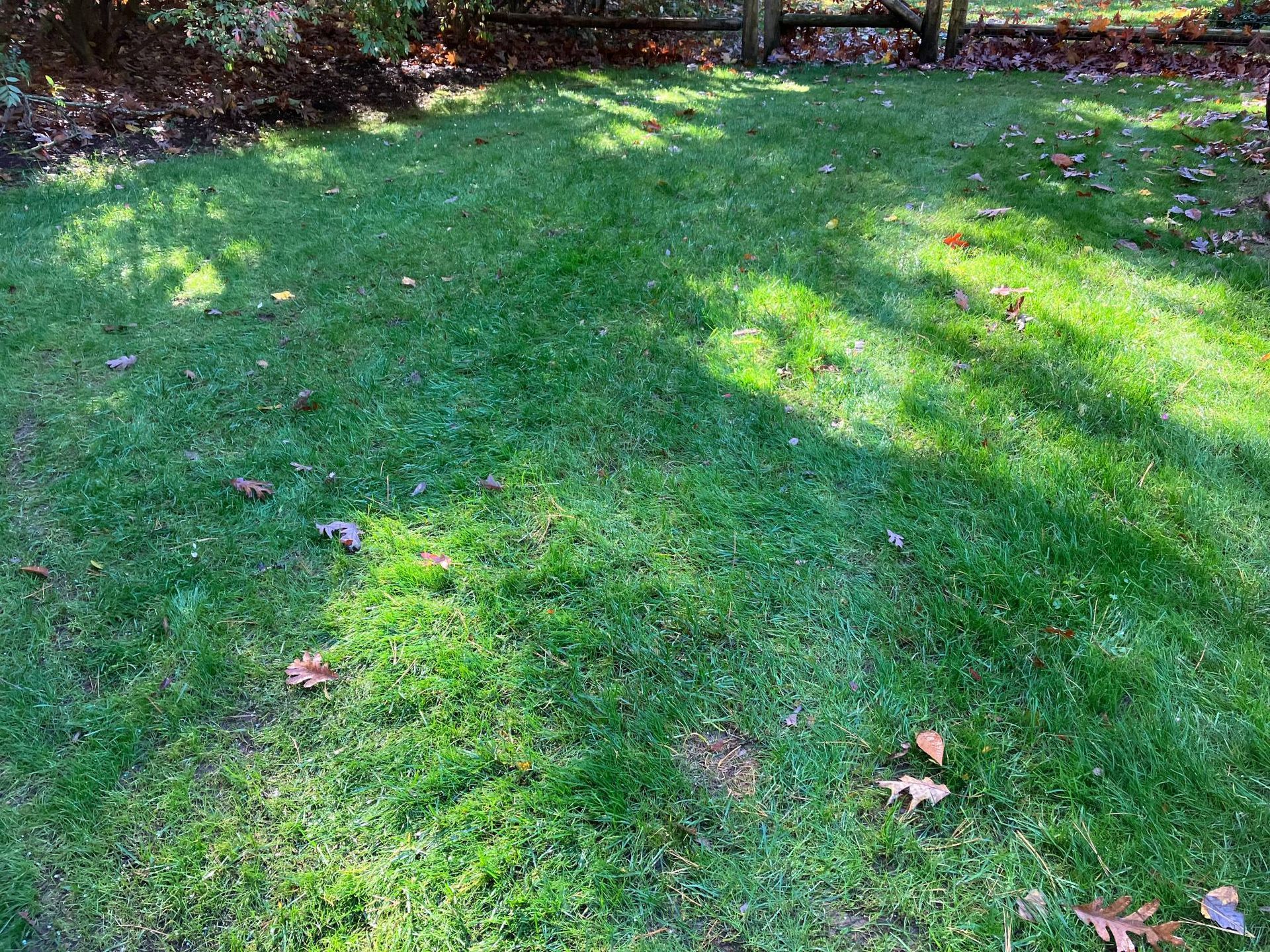 A lush green lawn with leaves on it and a fence in the background.