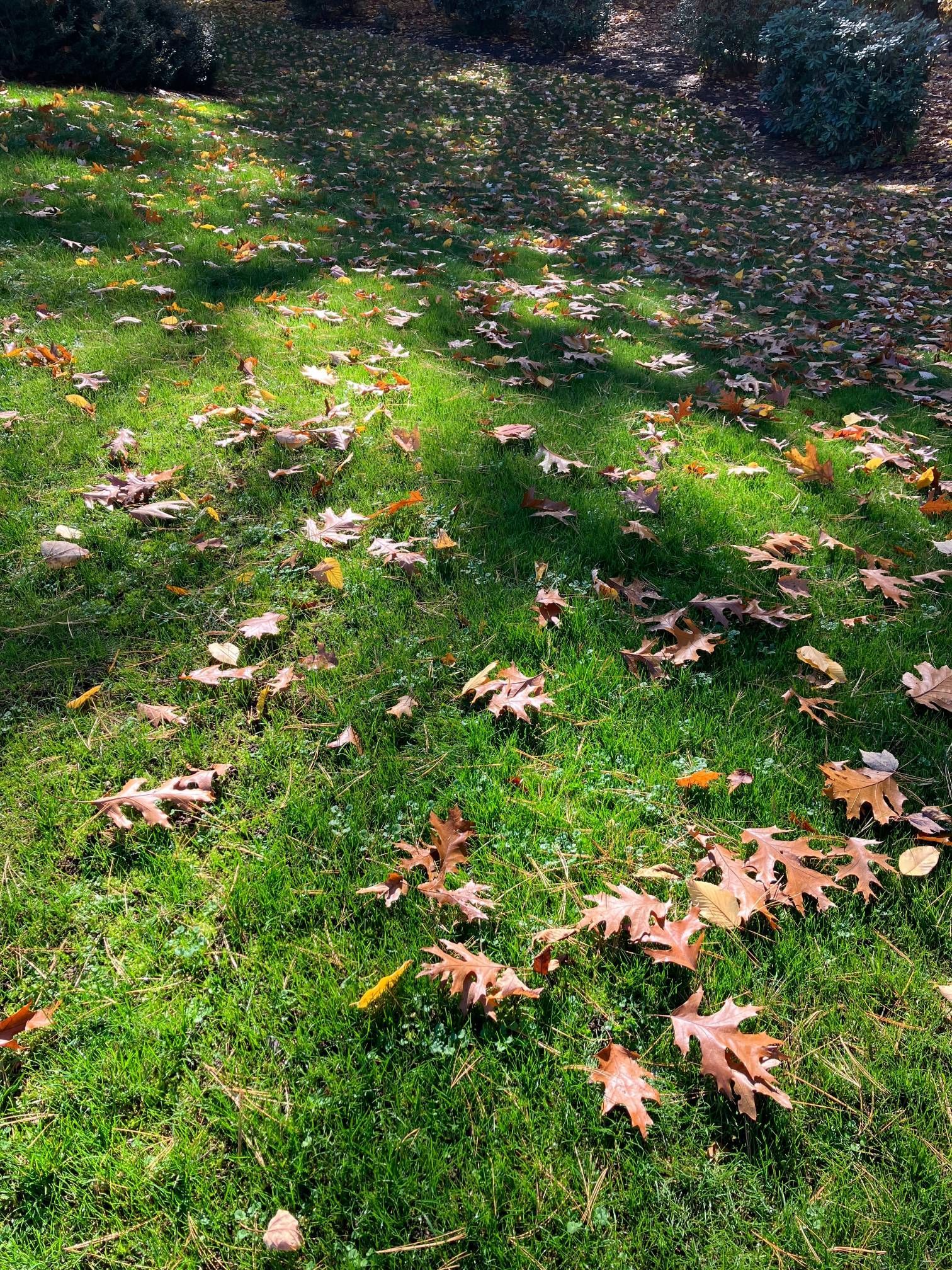A bunch of leaves are laying on the grass in a park.