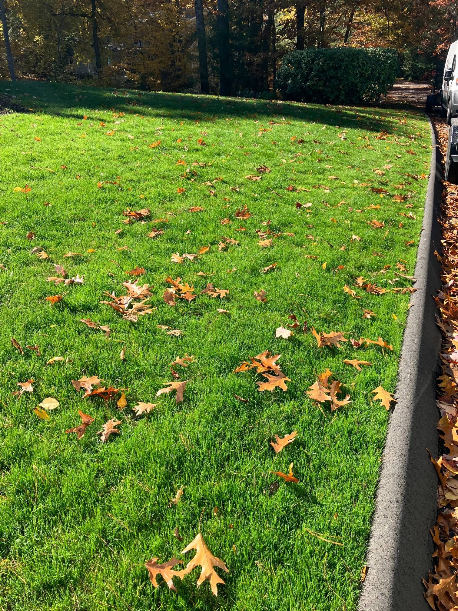 A lawn with a lot of leaves on it