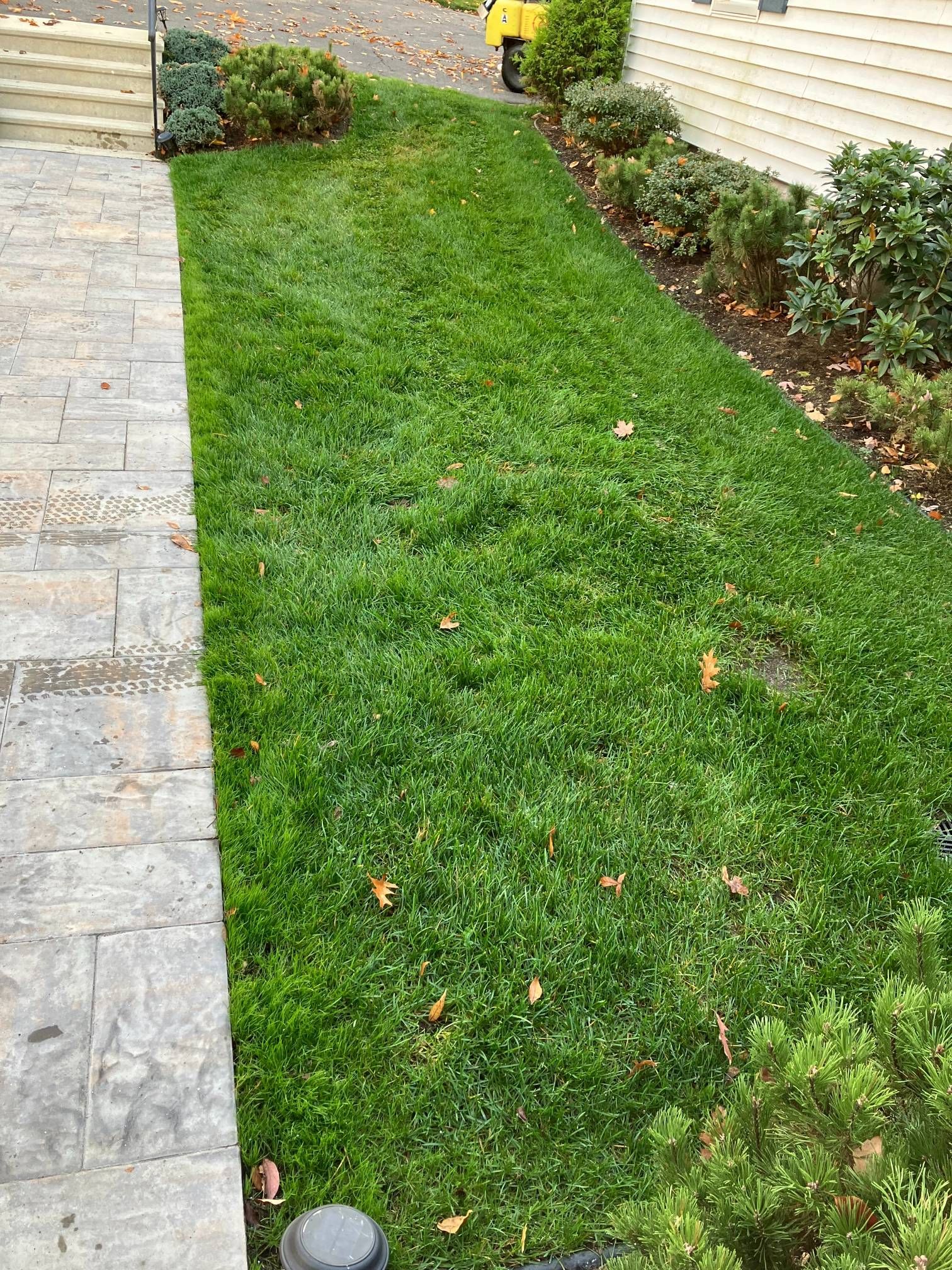 A lush green lawn next to a sidewalk and a house.