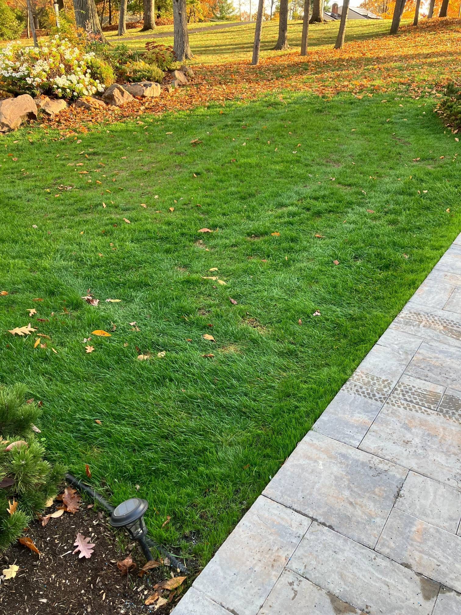 A sidewalk leading to a lush green lawn with trees in the background.