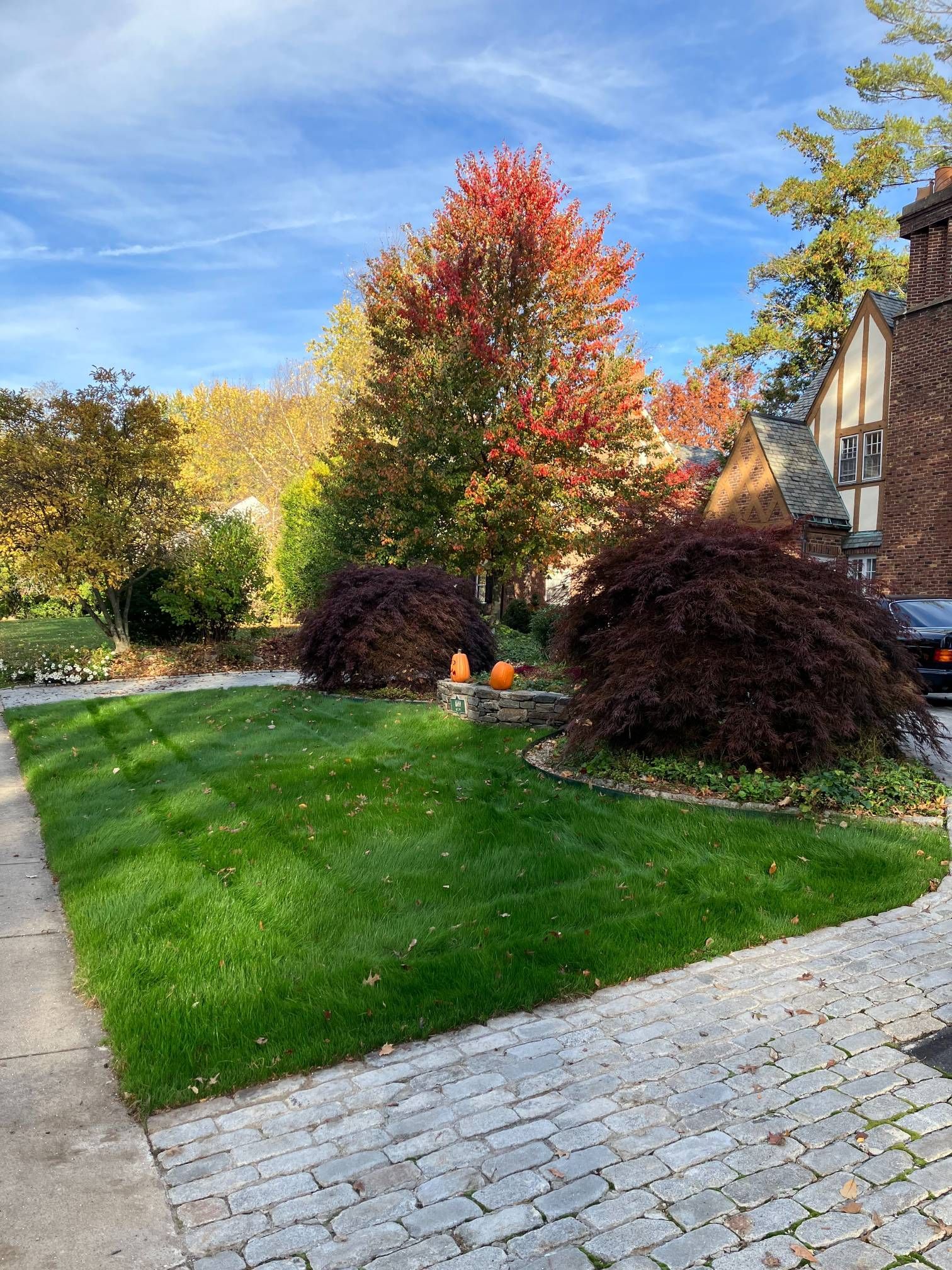 A lush green lawn with trees and pumpkins in front of a house.