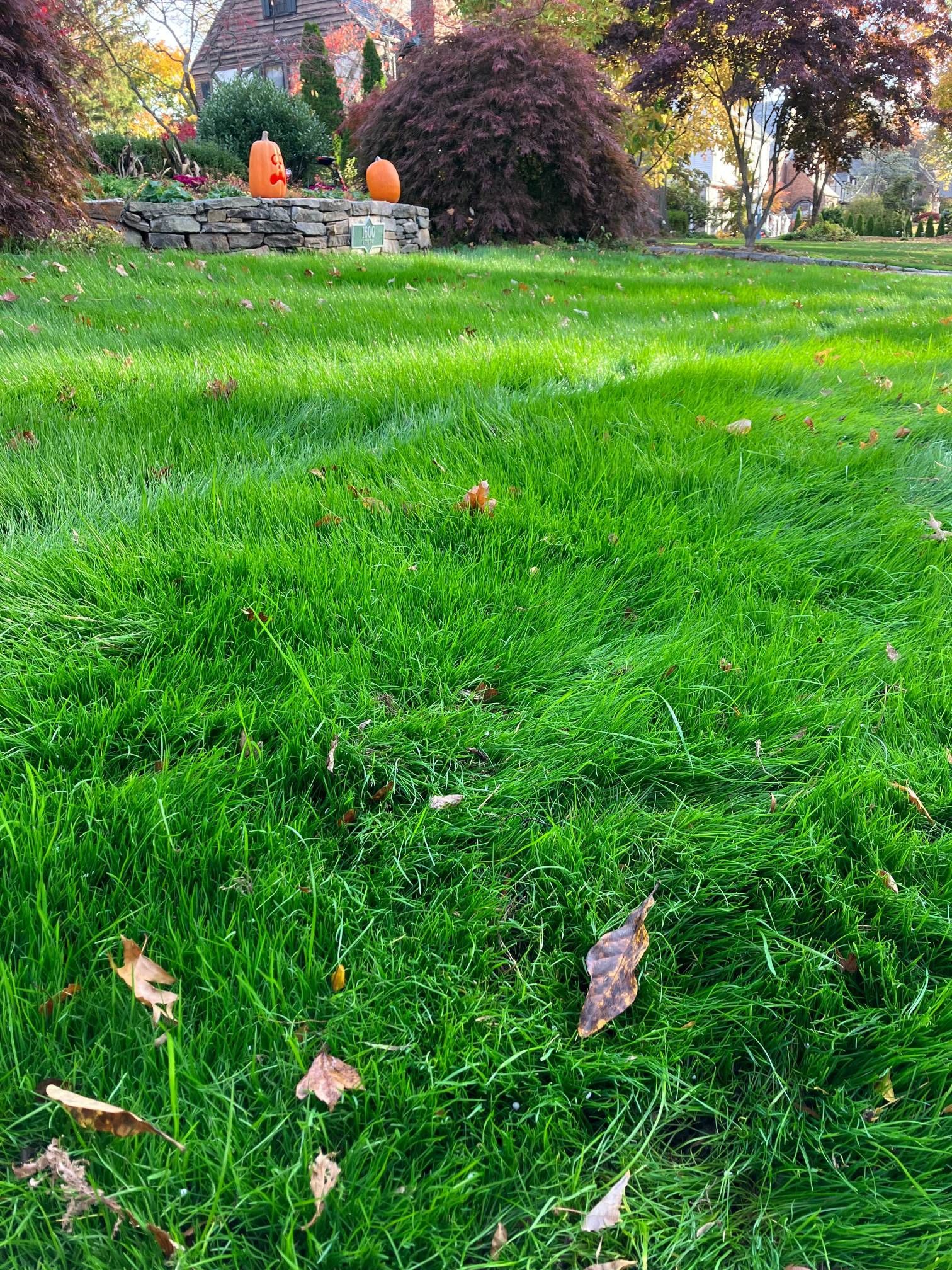 A lush green lawn with pumpkins in the background.