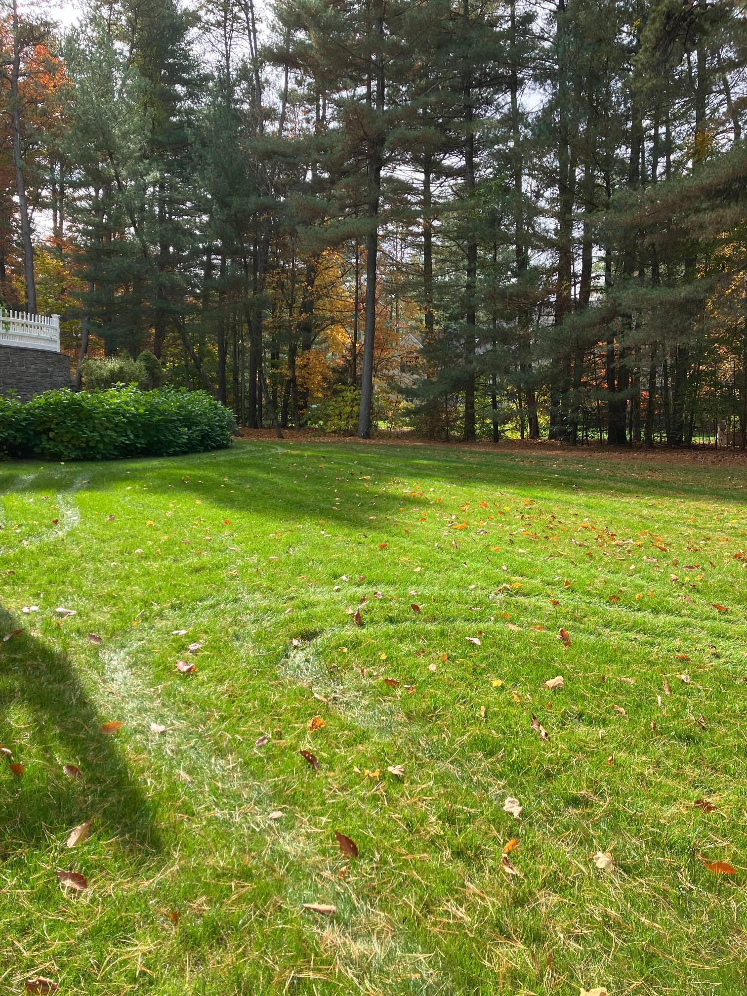 A large lush green field with trees in the background.