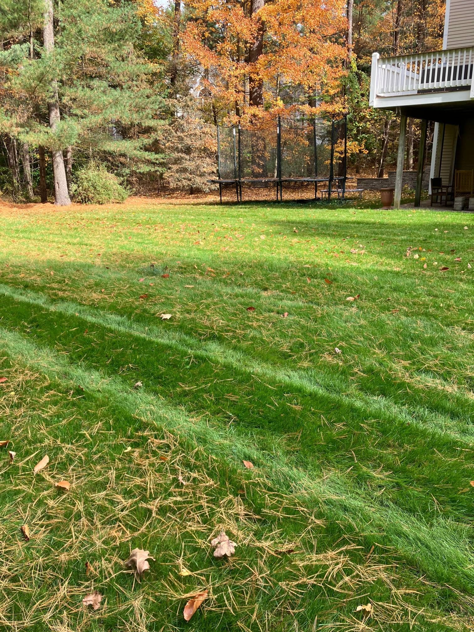 A lush green lawn with a deck in the background and trees in the background.