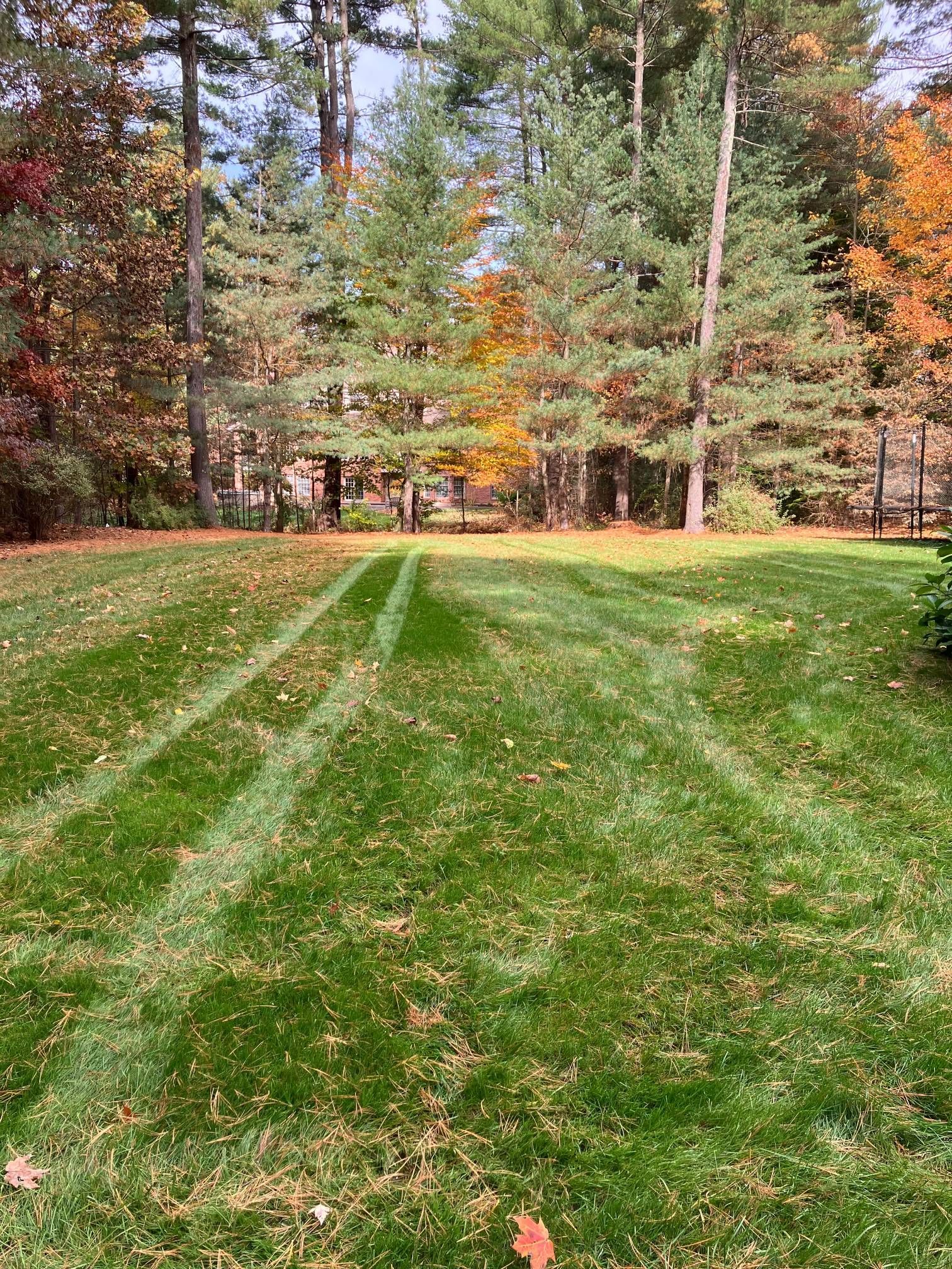A lush green lawn with trees in the background and a few leaves on the ground.