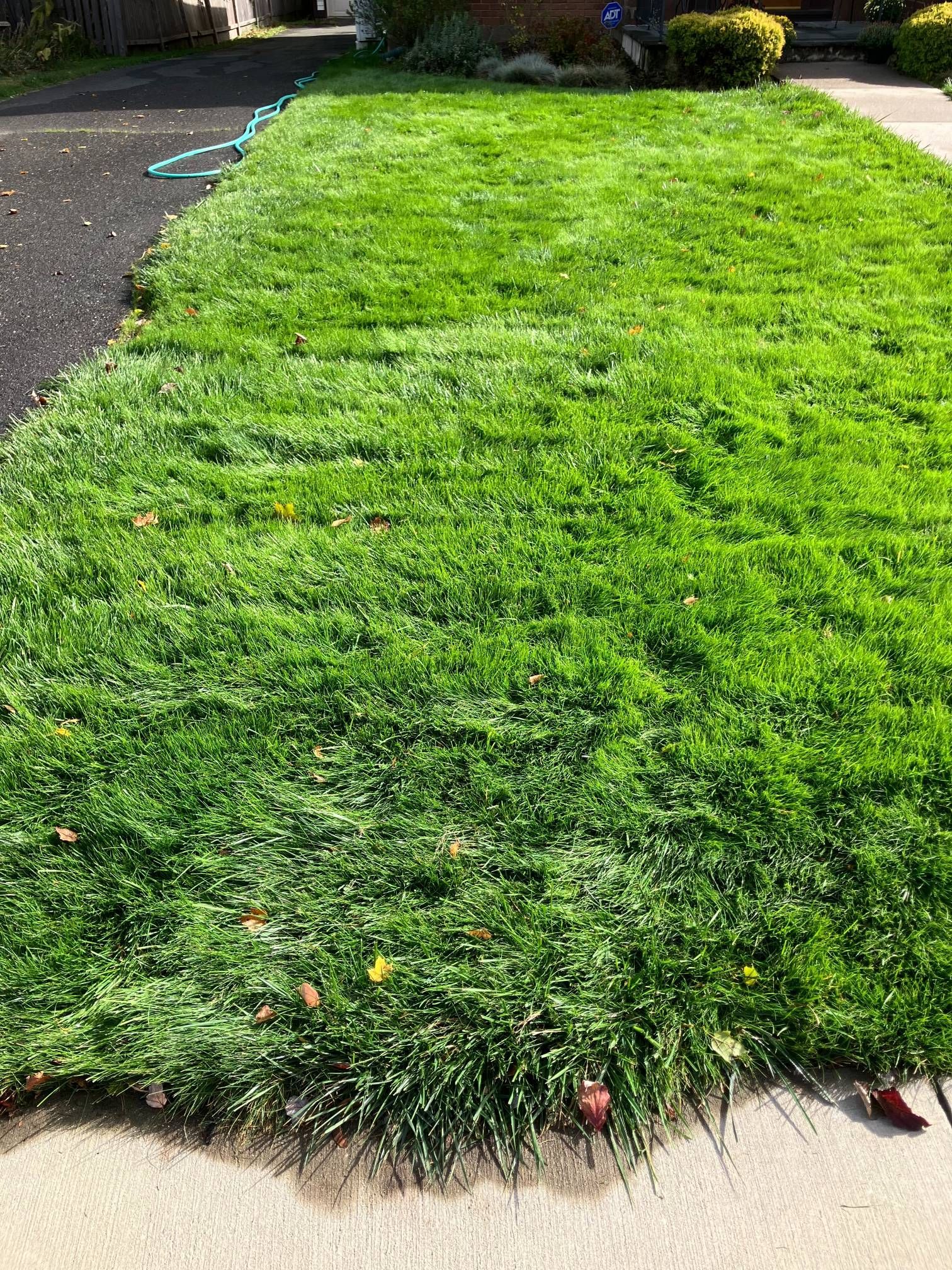 A lush green lawn is sitting on the side of a road next to a driveway.