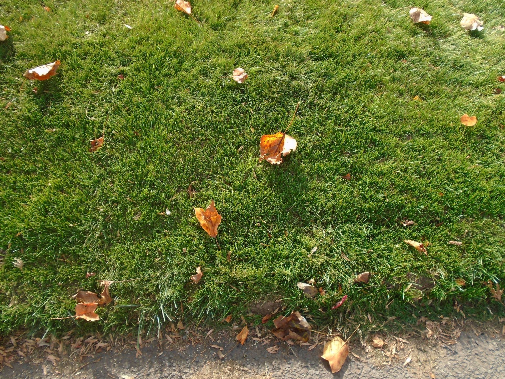 A close up of a lawn with leaves on it