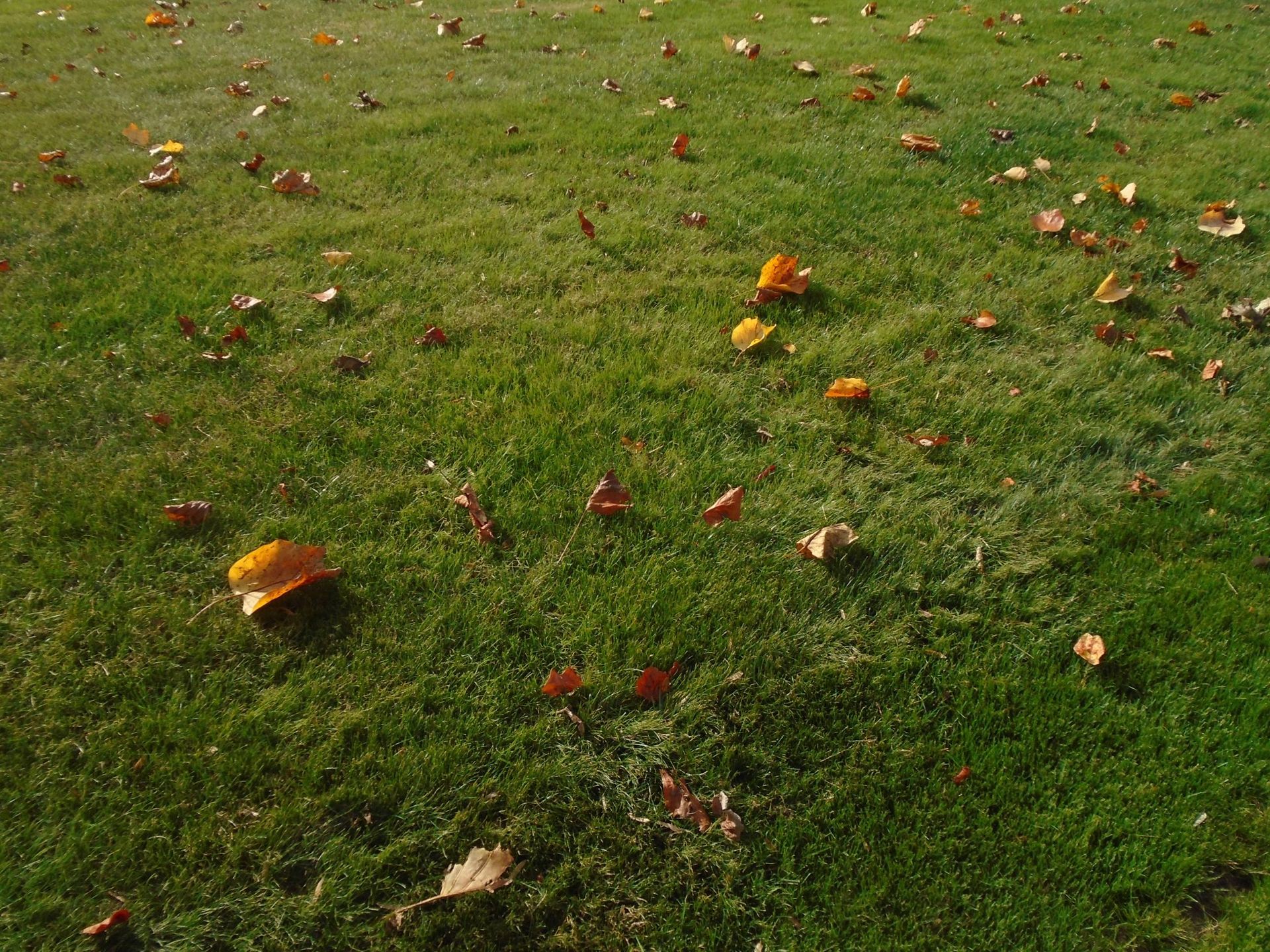 Leaves are laying on the grass in a park