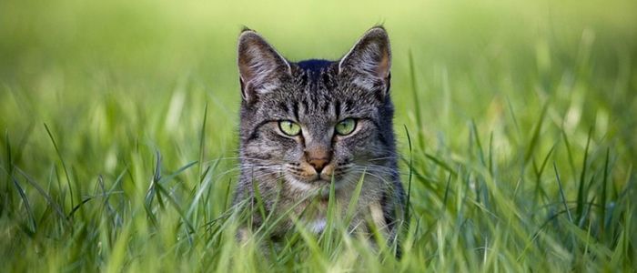 A cat is peeking out of the grass and looking at the camera.