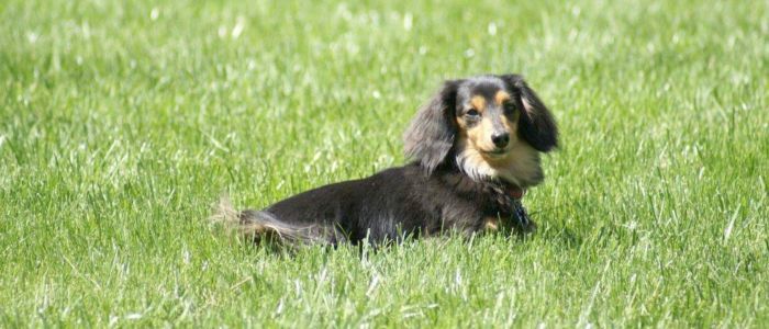 A black and tan dachshund is laying in the grass.