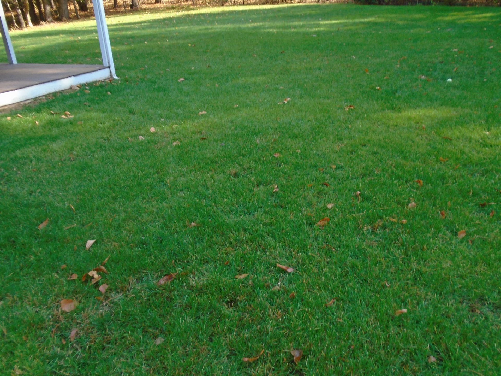 A lush green field of grass with a white fence in the background.