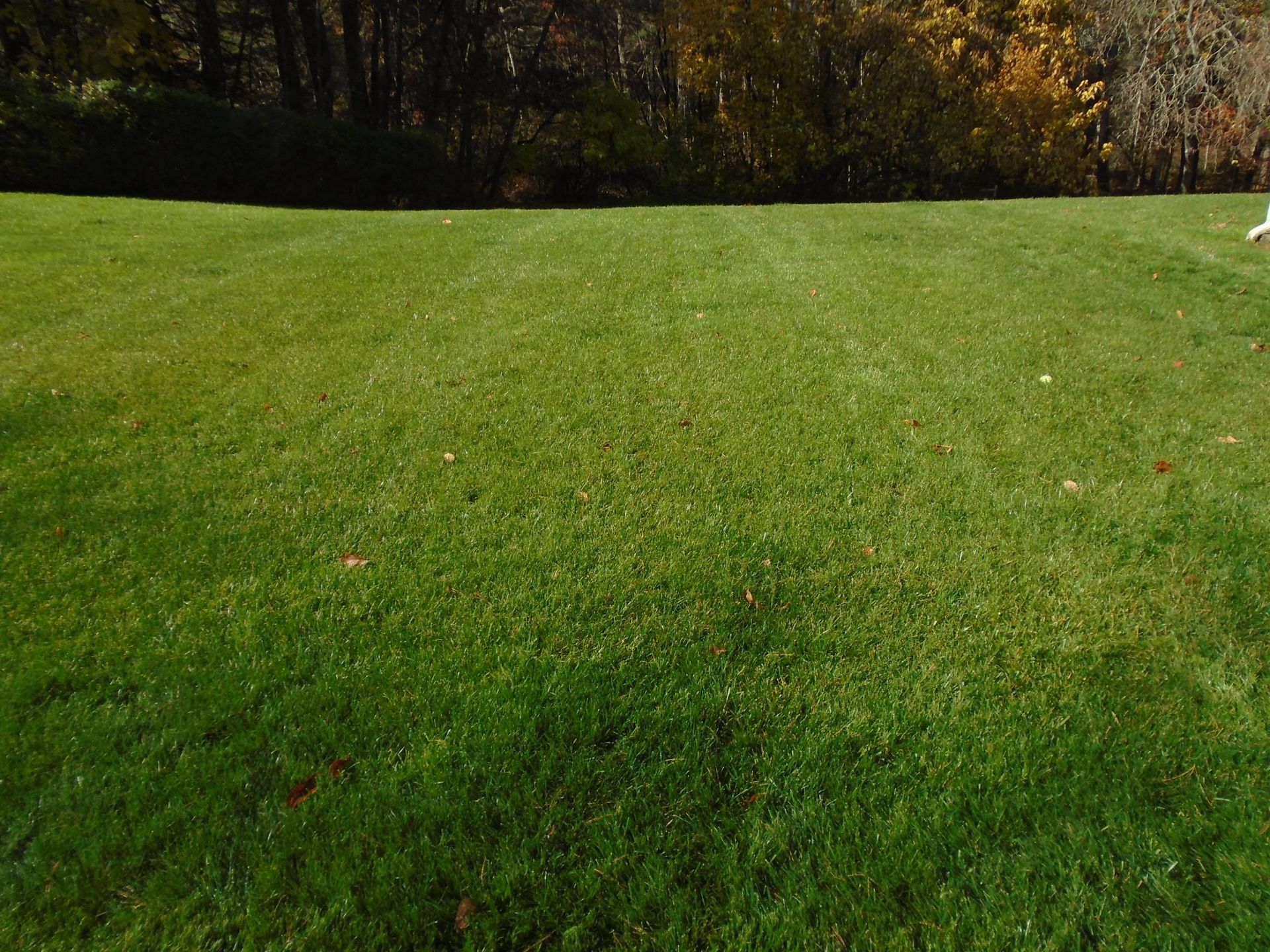 A lush green field of grass with trees in the background.