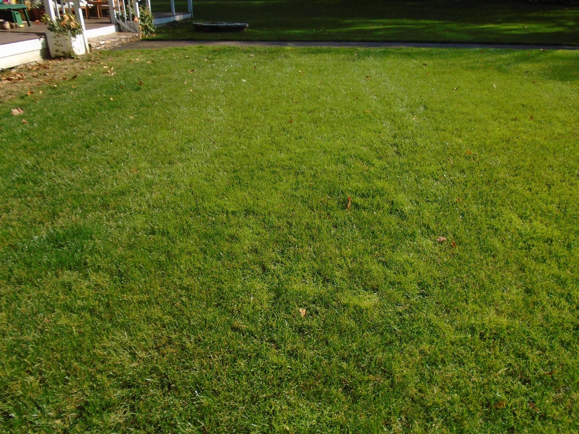 A lush green lawn with a white fence in the background.