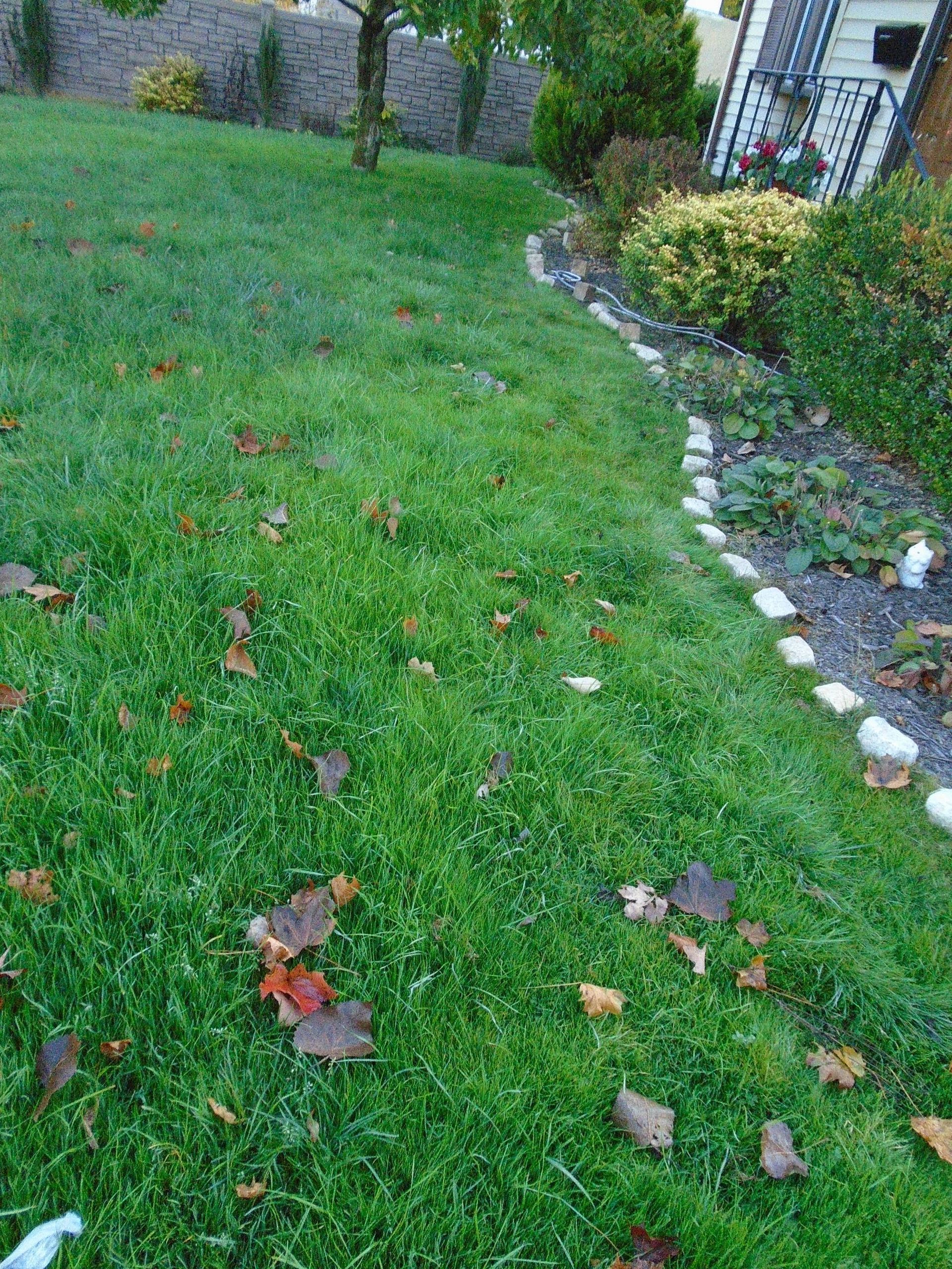 A lush green lawn with a stone walkway leading to a house.