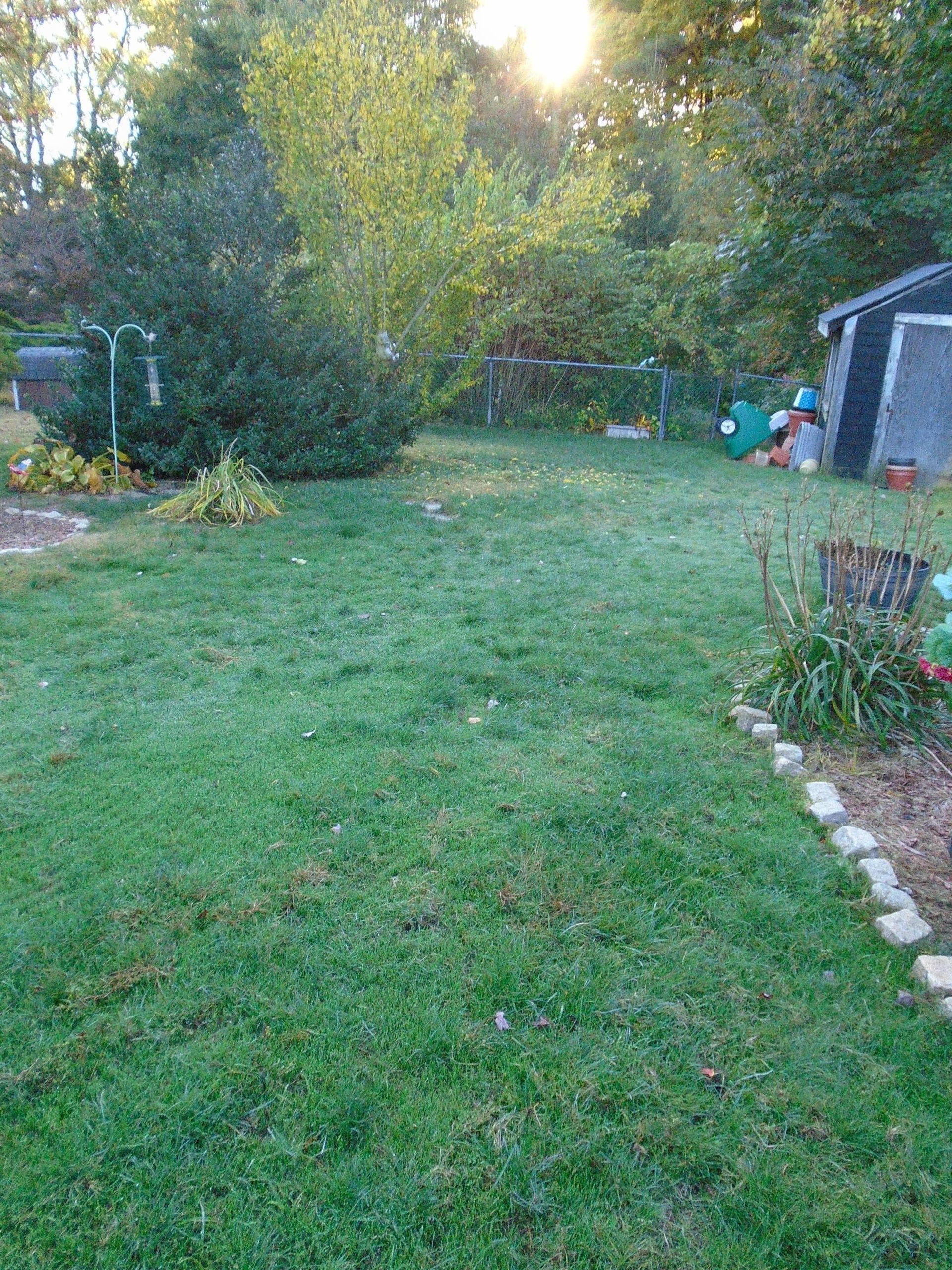 A backyard with a lot of grass and a shed in the background.