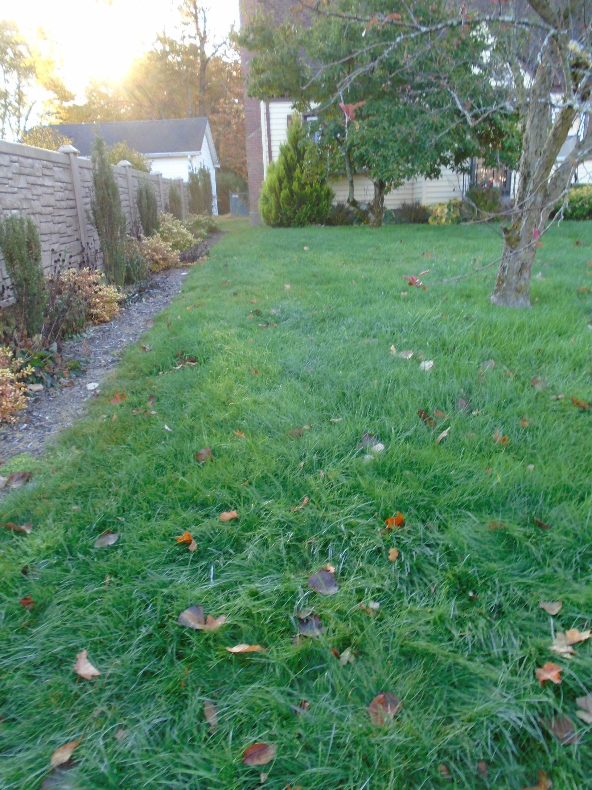 A lush green lawn with a path leading to a house.