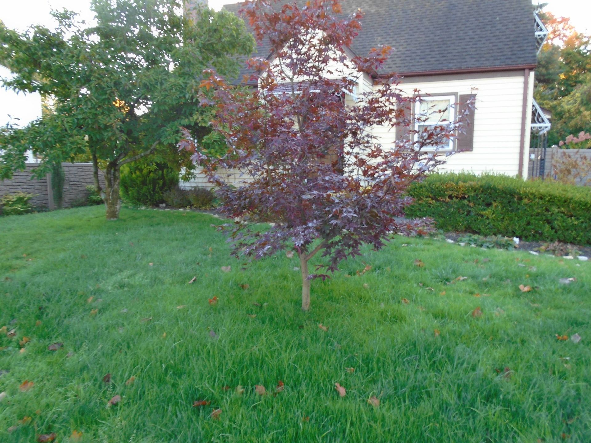 A white house with a purple tree in front of it
