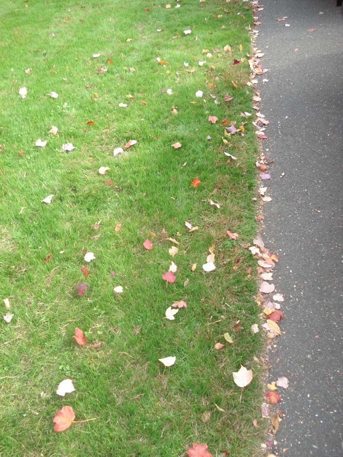 A lawn with leaves on it next to a road