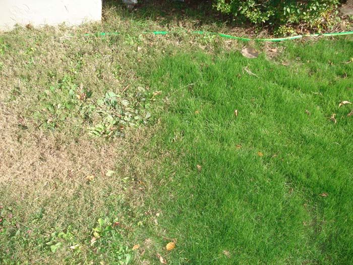 A lawn with a lot of green grass and a lot of brown grass.