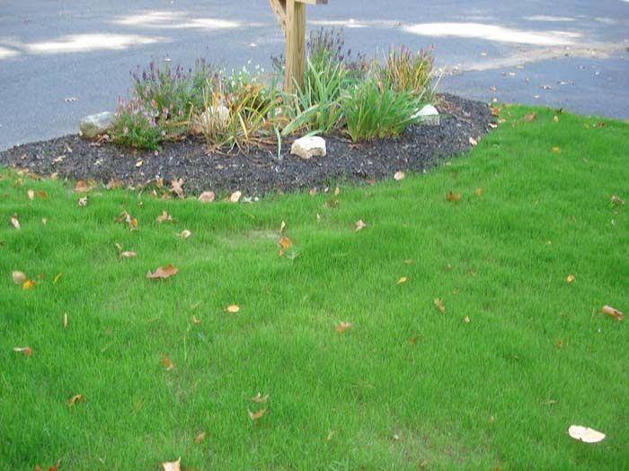 A lush green lawn with a tree in the middle of it.