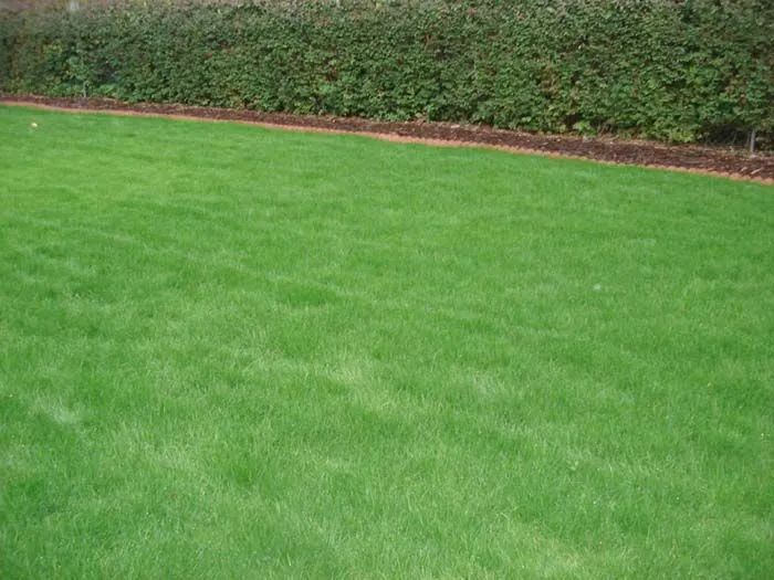 Green lawn bordered by a hedge and mulch.