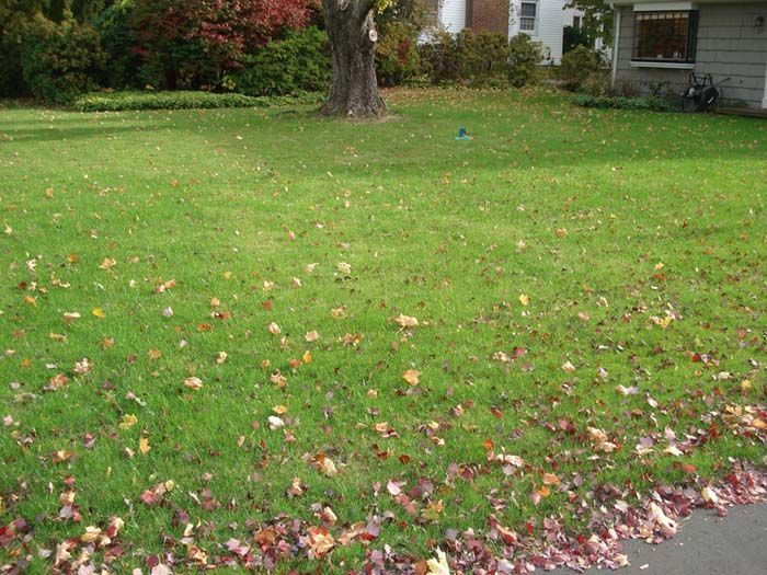 A lawn with a lot of leaves on it and a house in the background