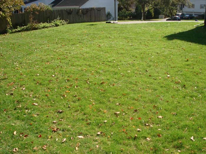 A lush green lawn with leaves on it in front of a house