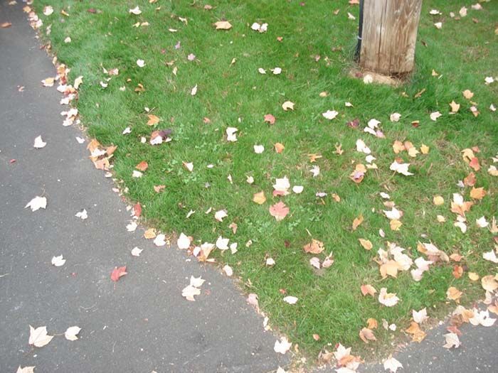 Leaves are laying on the ground near a tree
