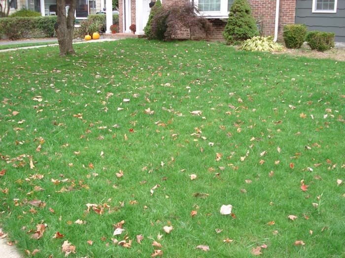 A lush green lawn with leaves on it in front of a house.